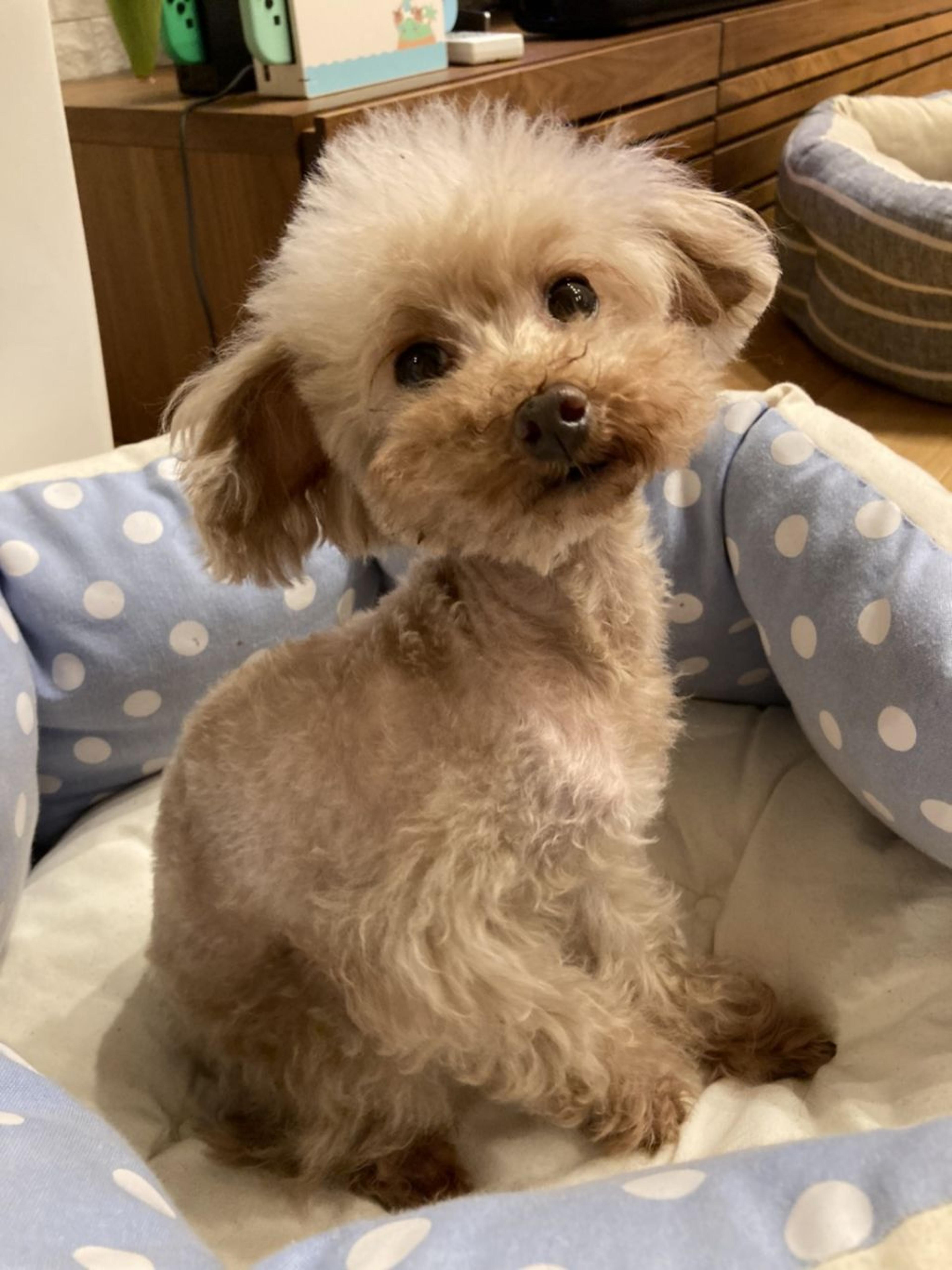 pet-image-3