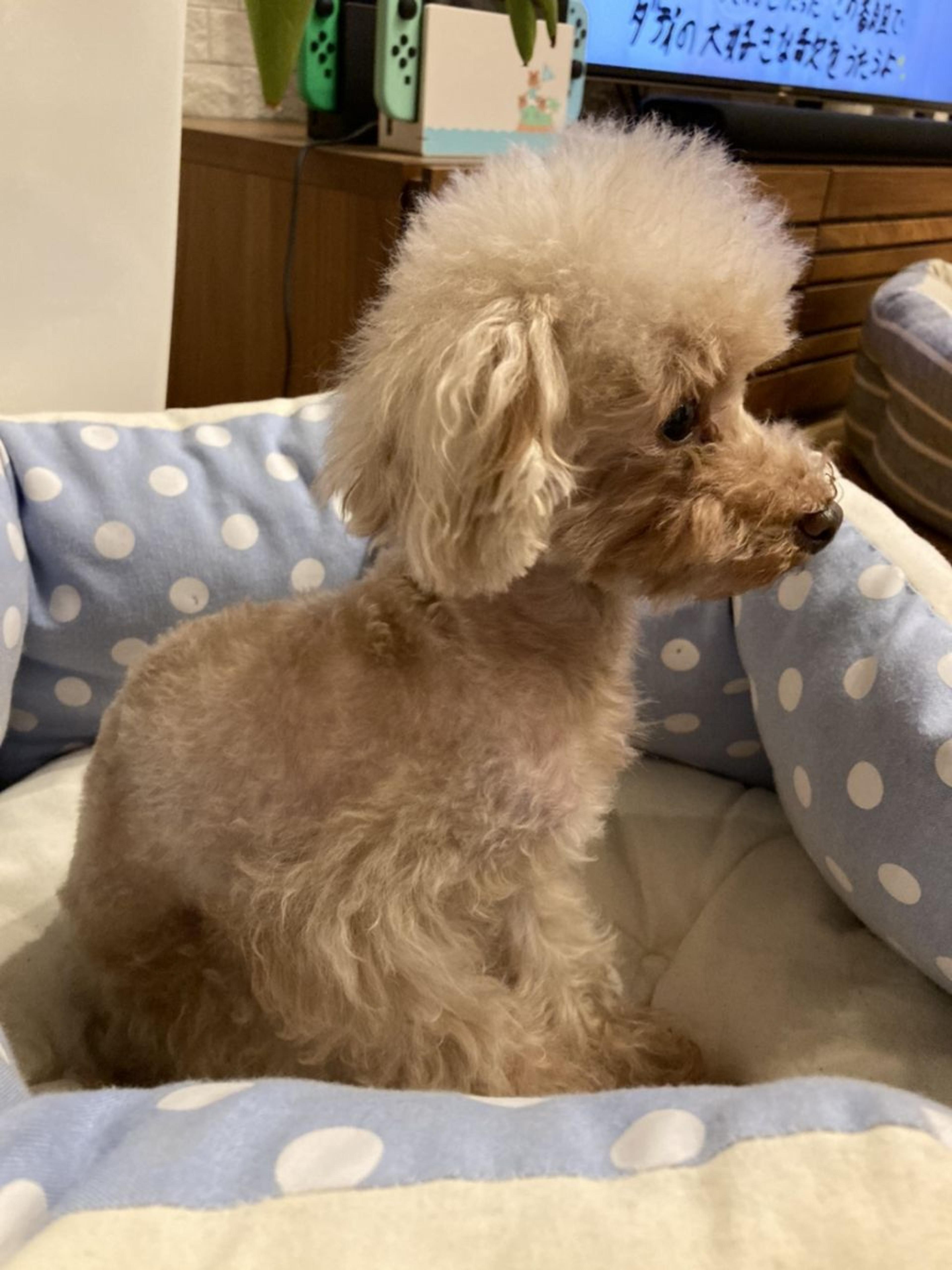 pet-image-5