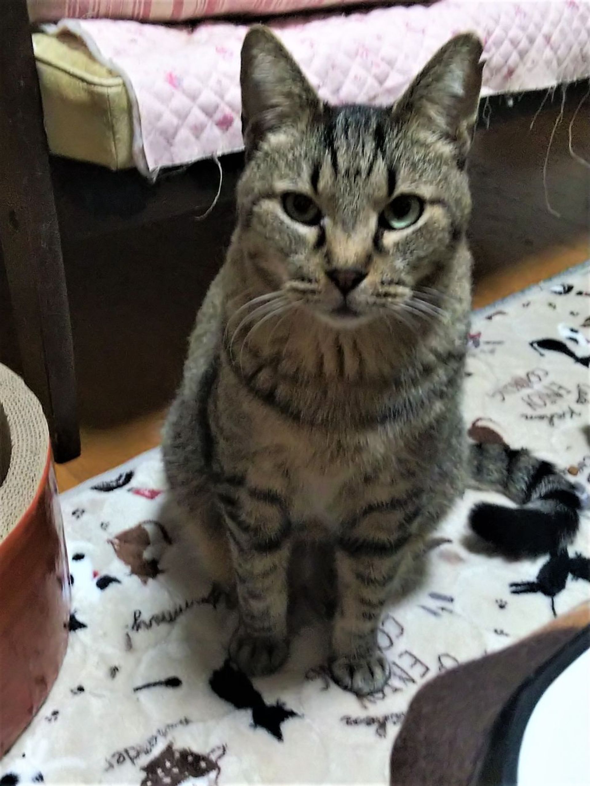 日本猫・オスの里親募集の写真