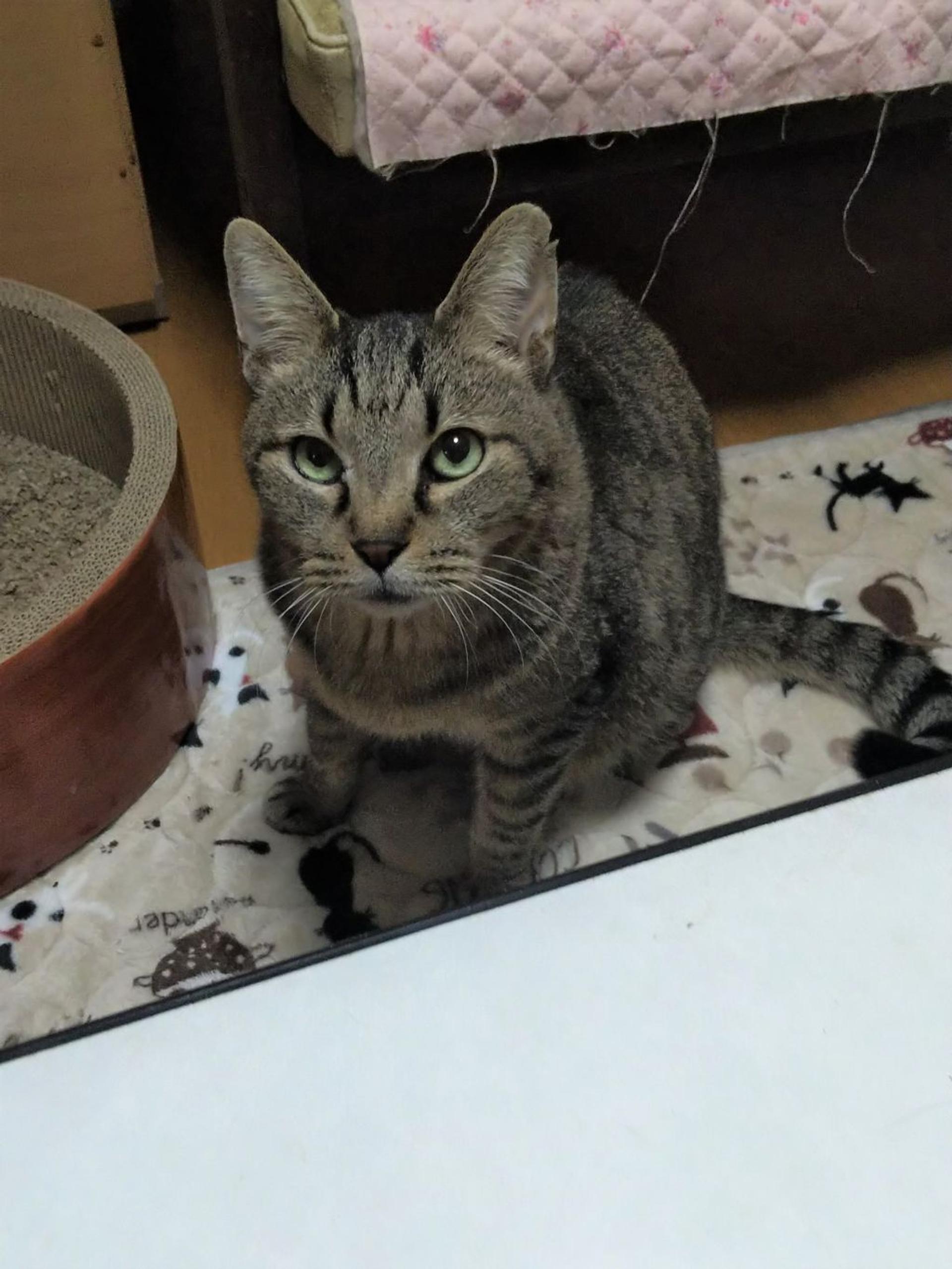 pet-image-2