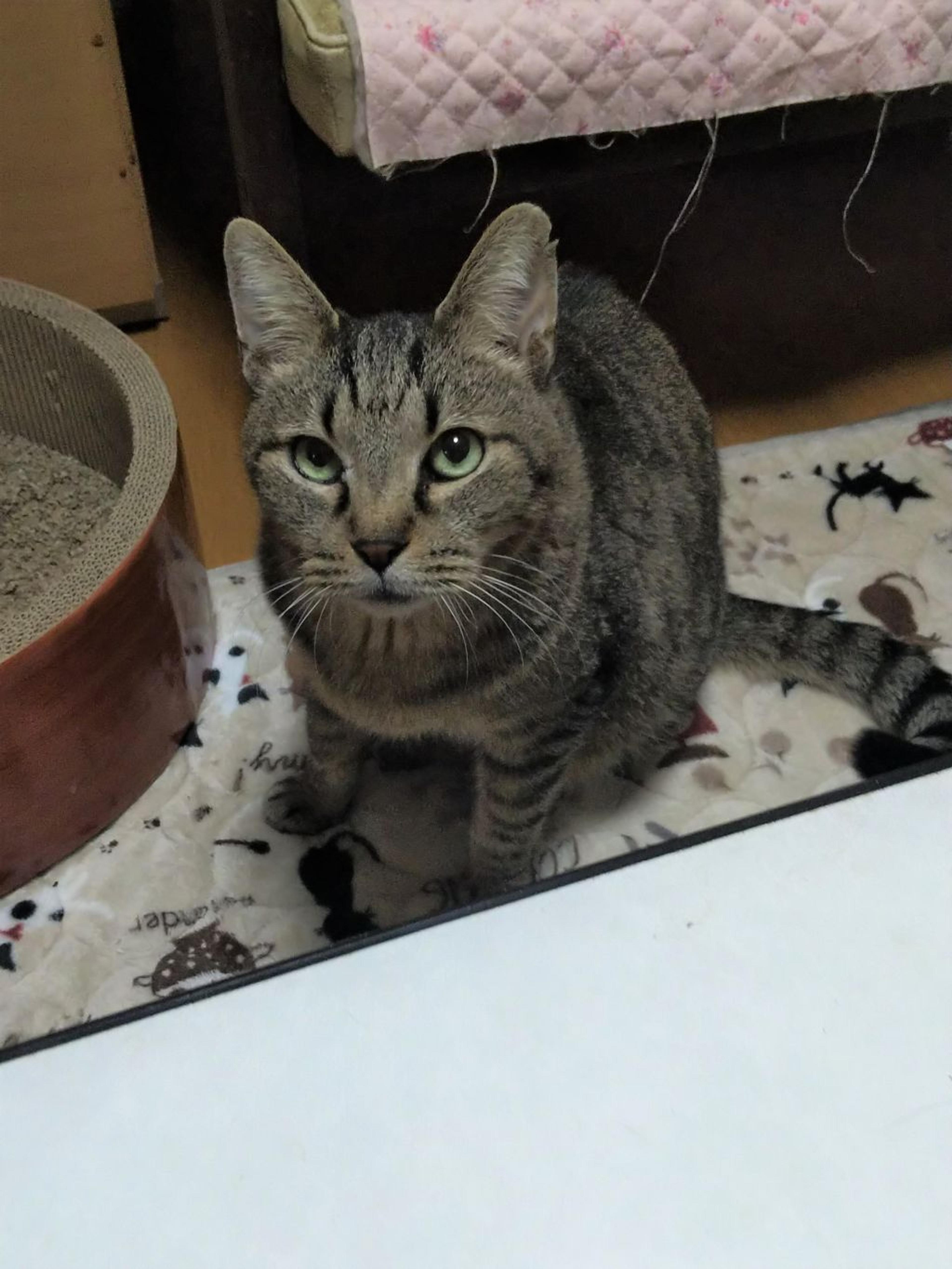 pet-image-2