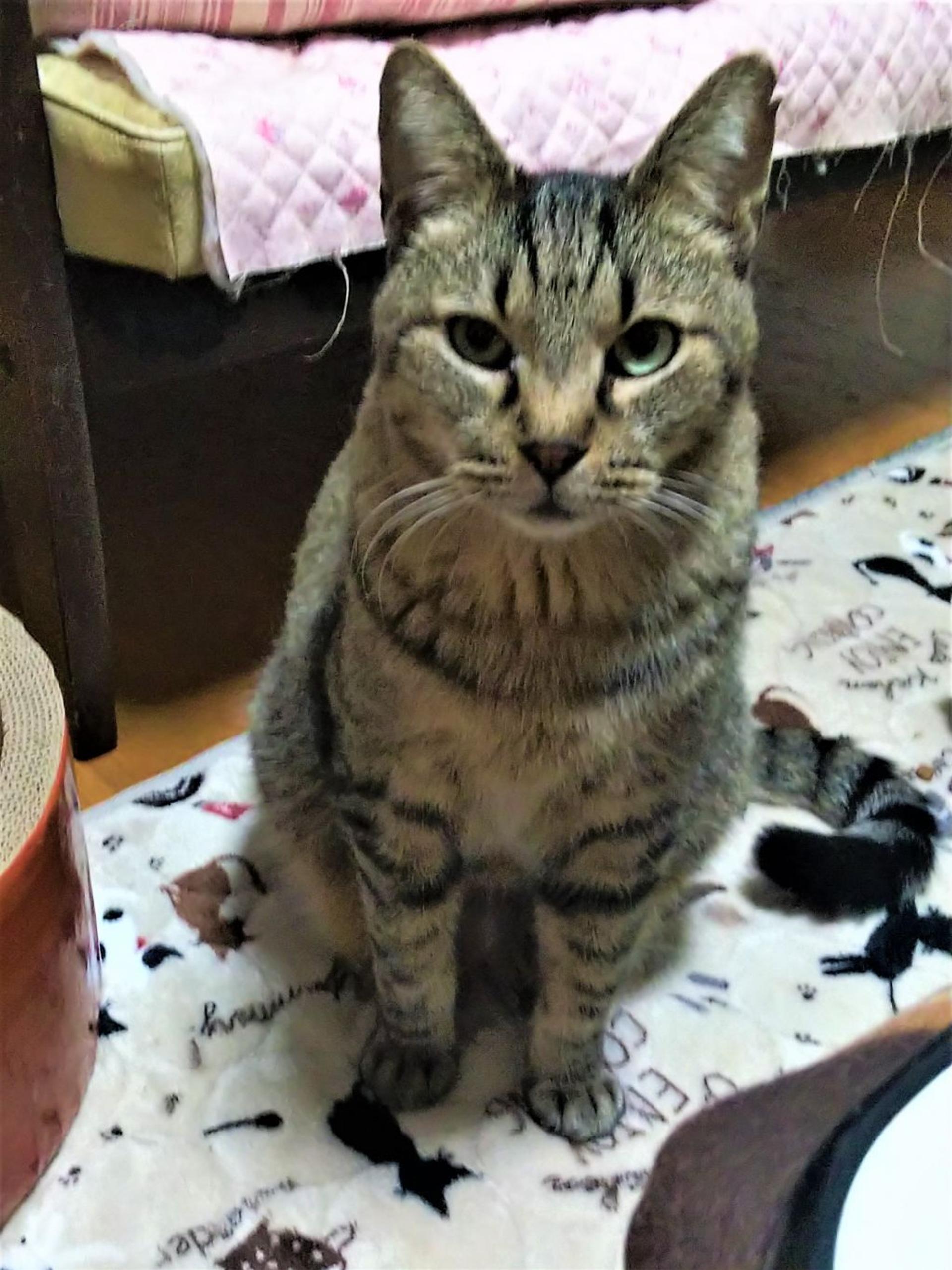 pet-image-3