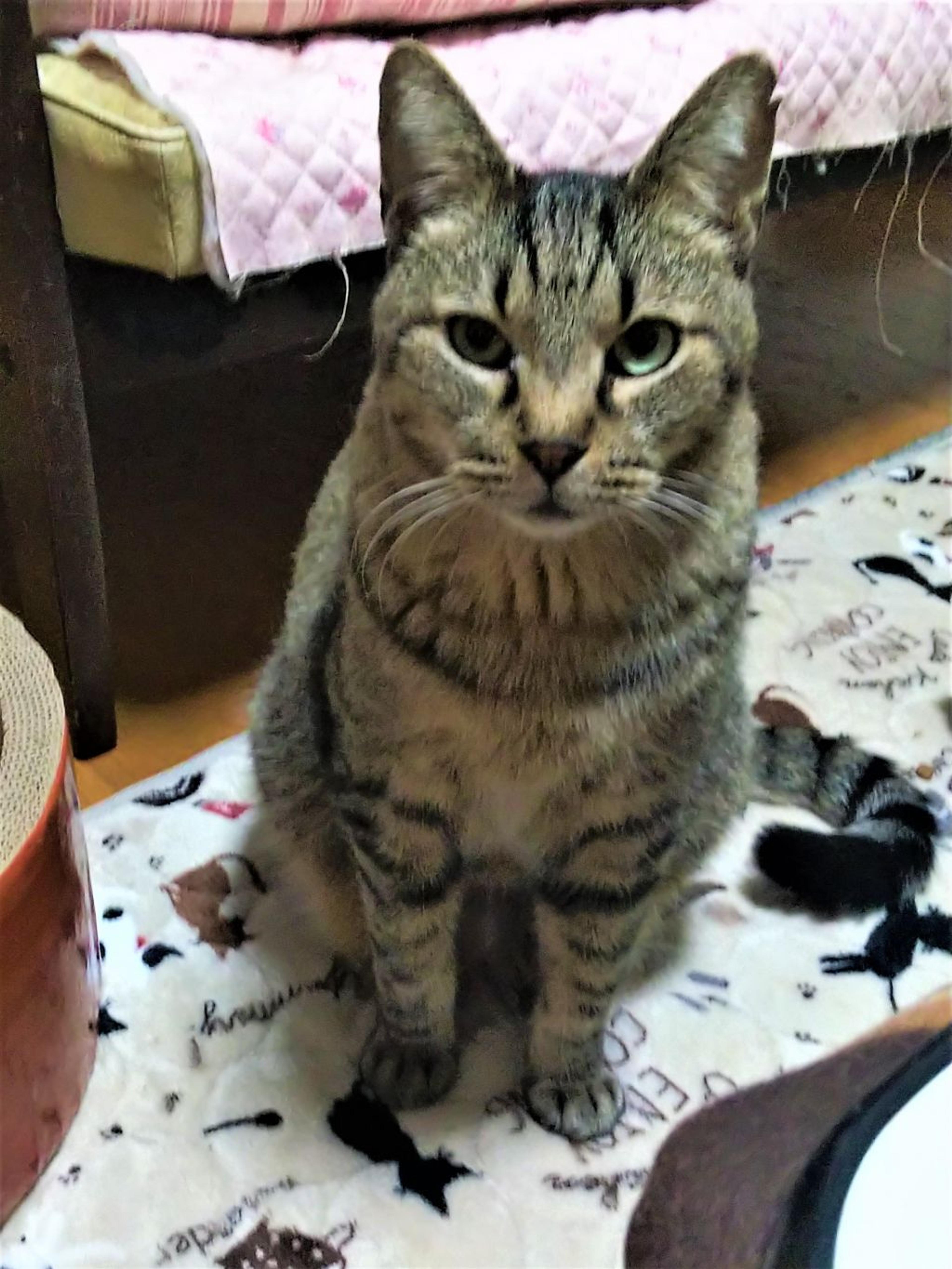 pet-image-3