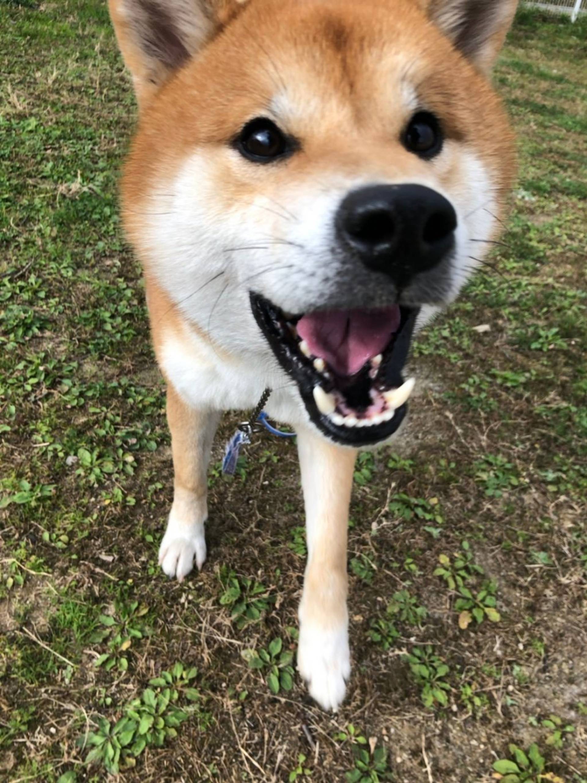 柴犬・オスの里親募集の写真