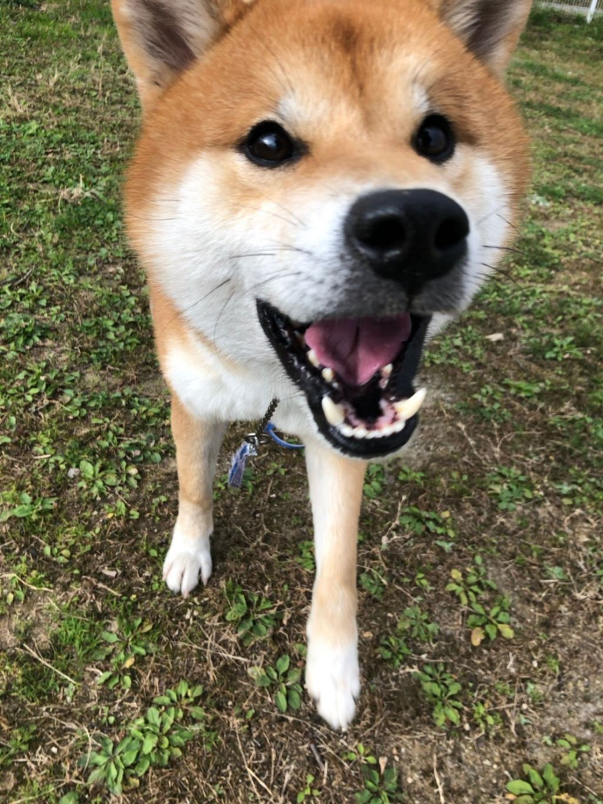 柴犬・オスの里親募集の写真