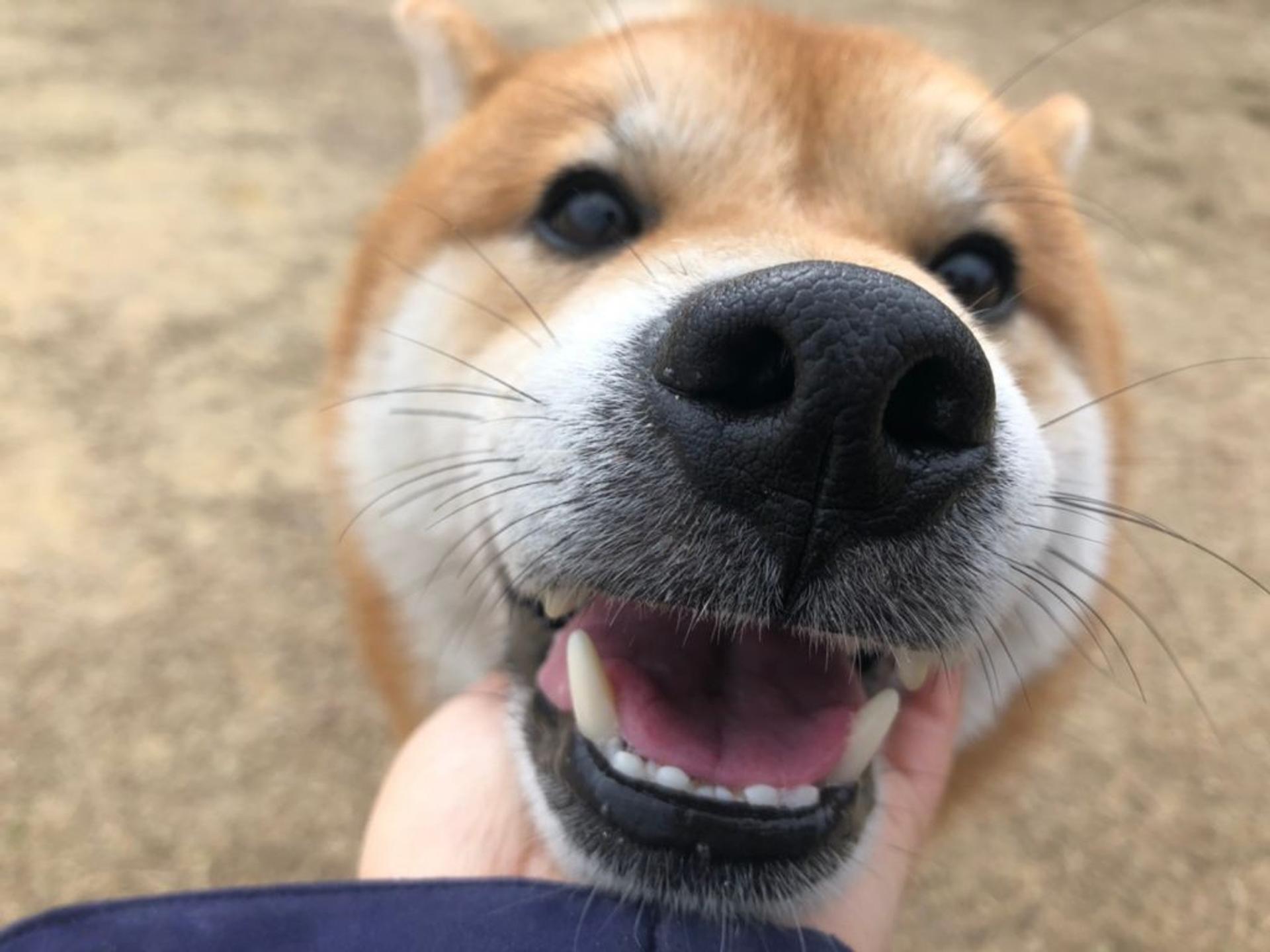 pet-image-2