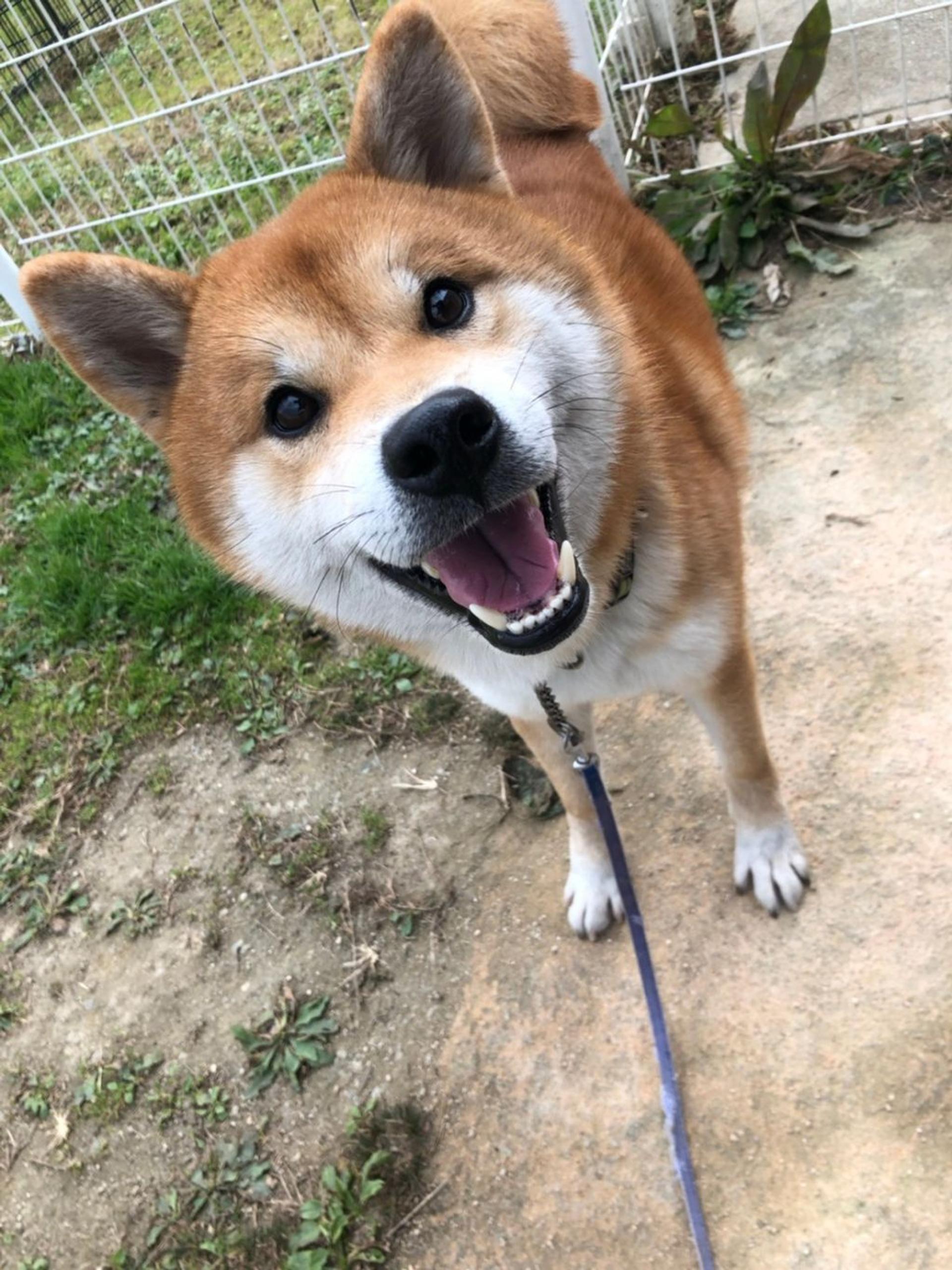 pet-image-3