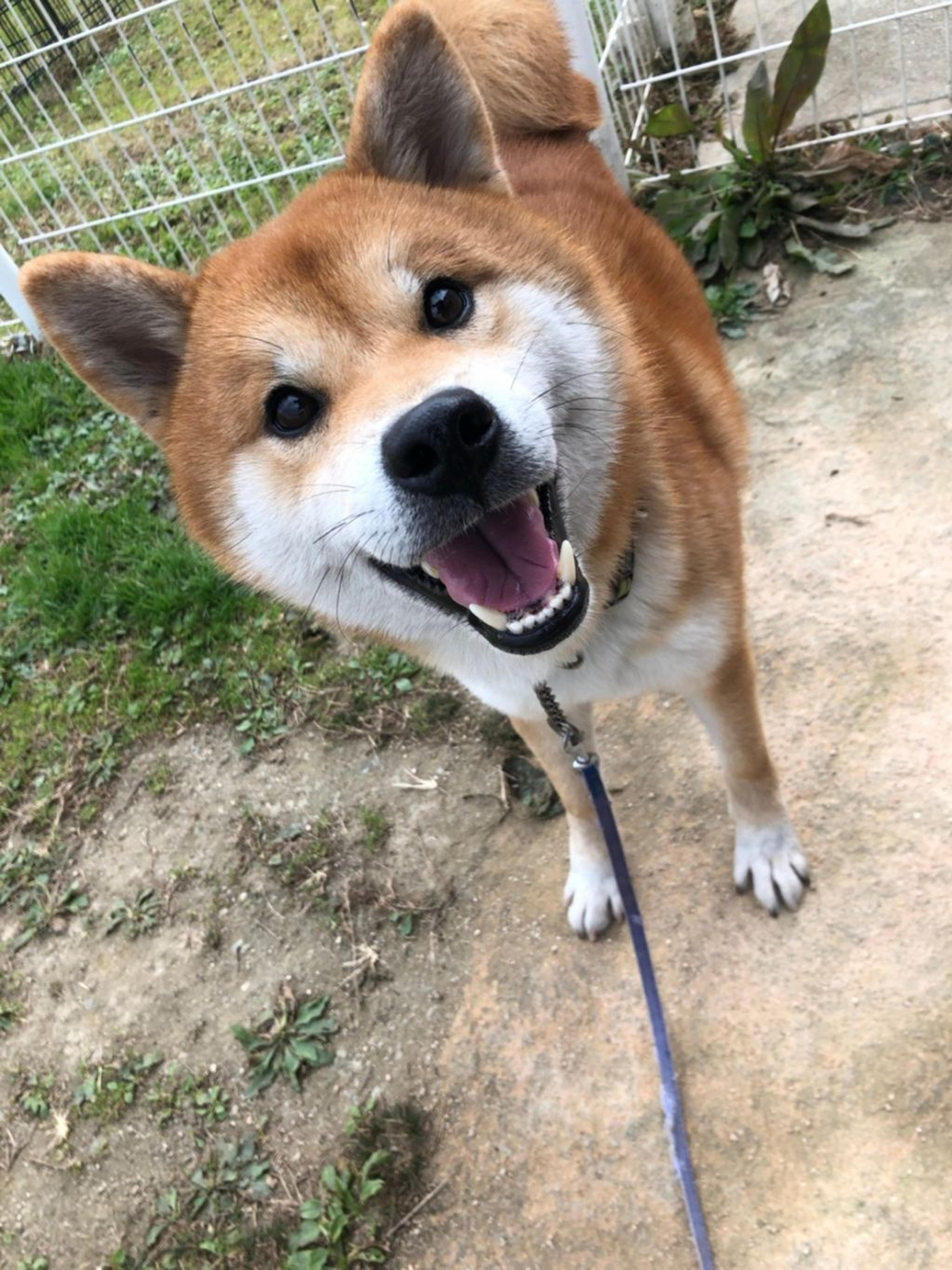 pet-image-3