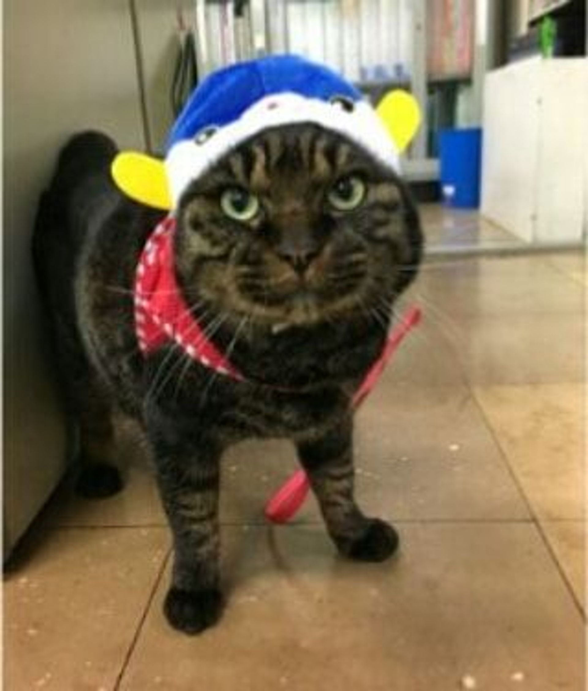 雑種（ミックス猫）・オスの里親募集の写真