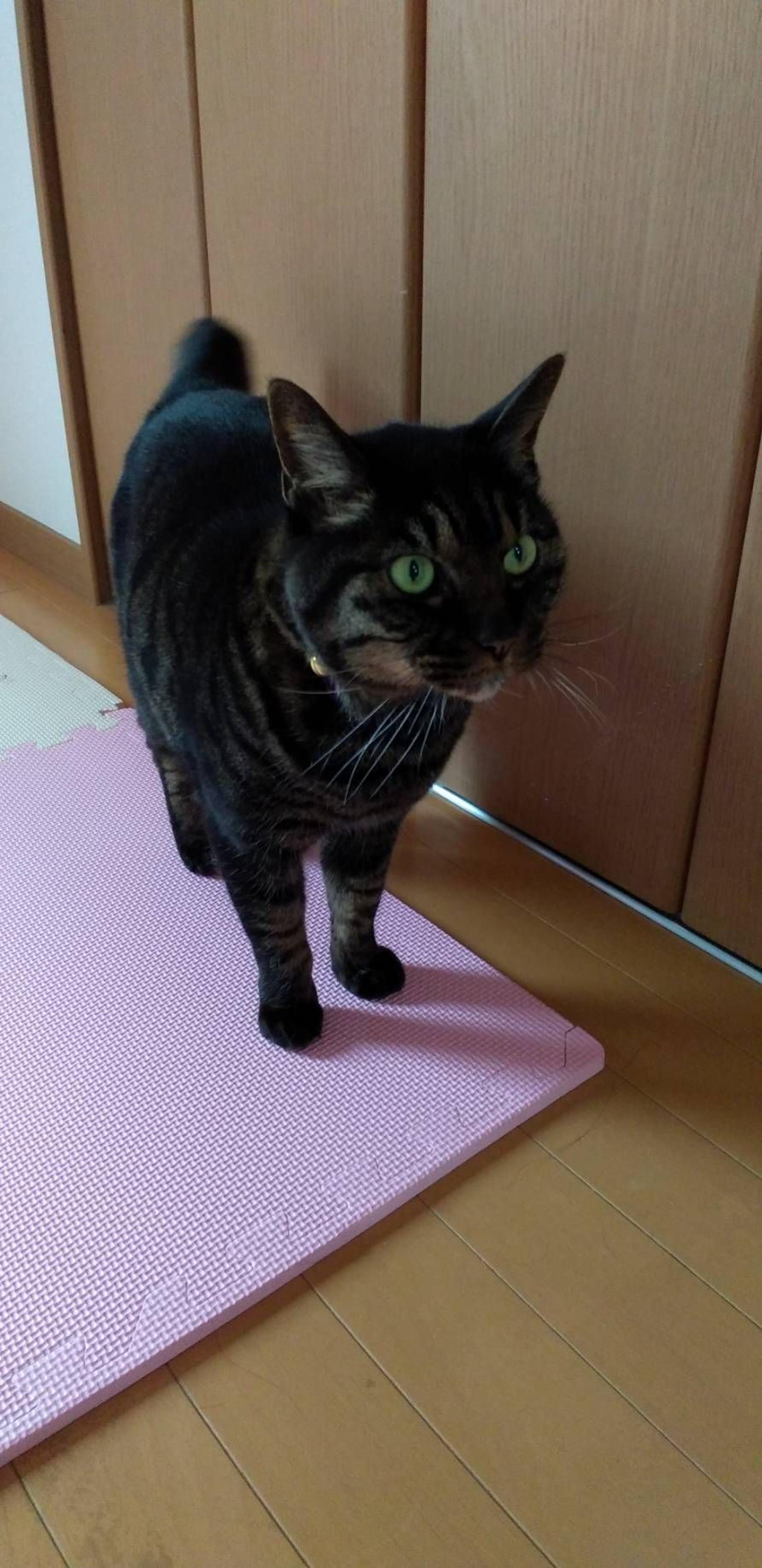 pet-image-2