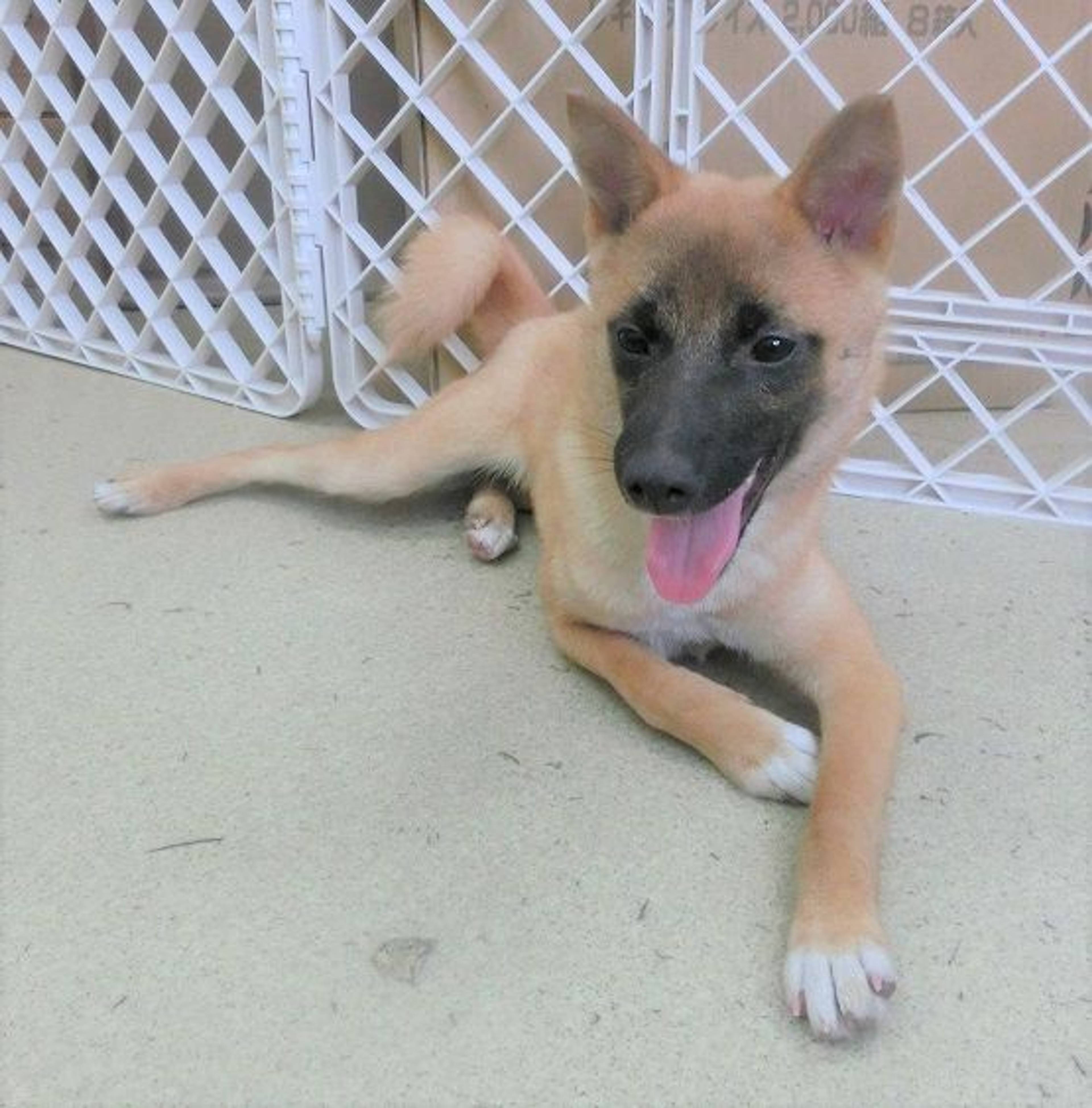 雑種（ミックス犬）・メスの里親募集の写真