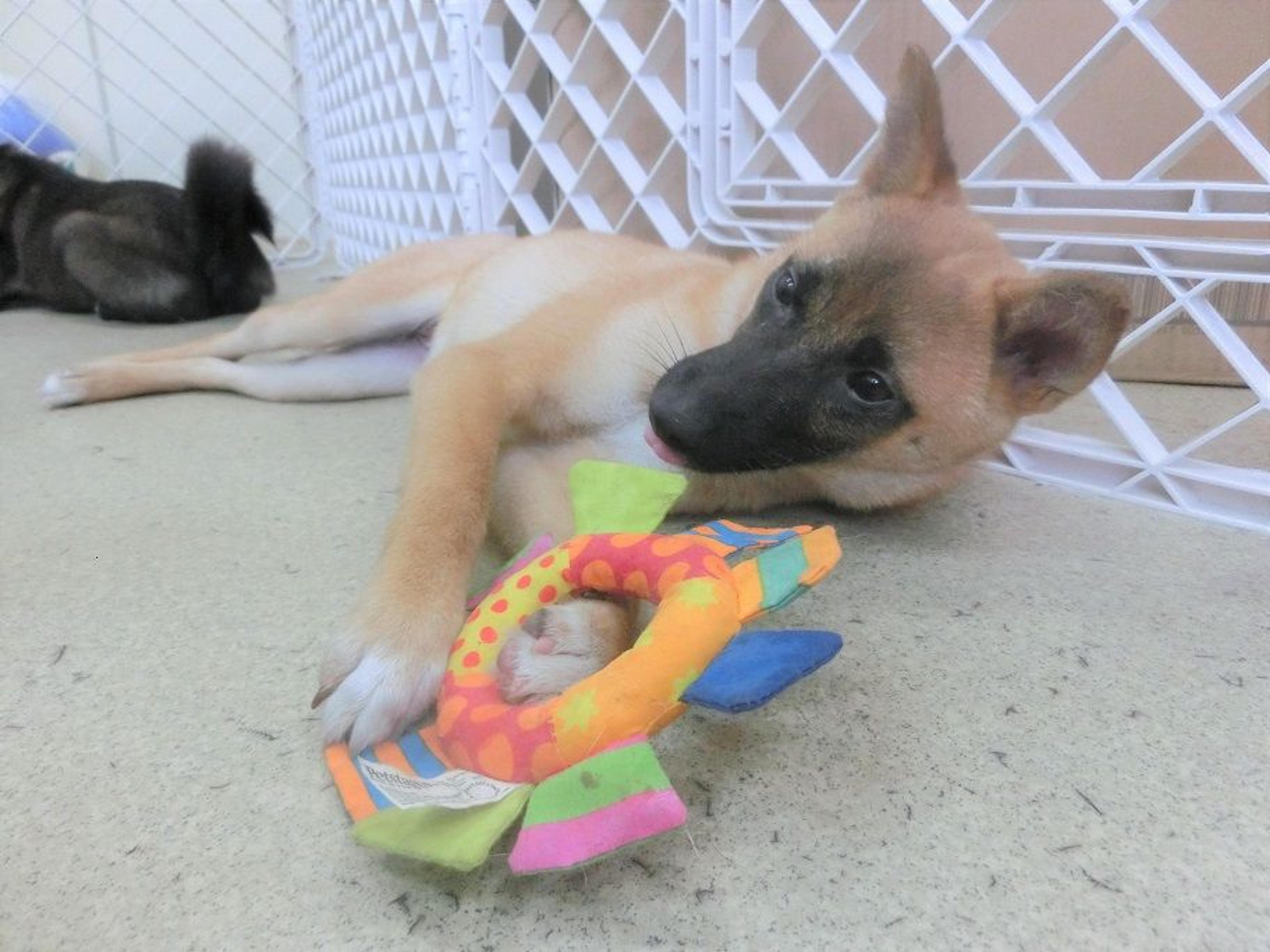 pet-image-2