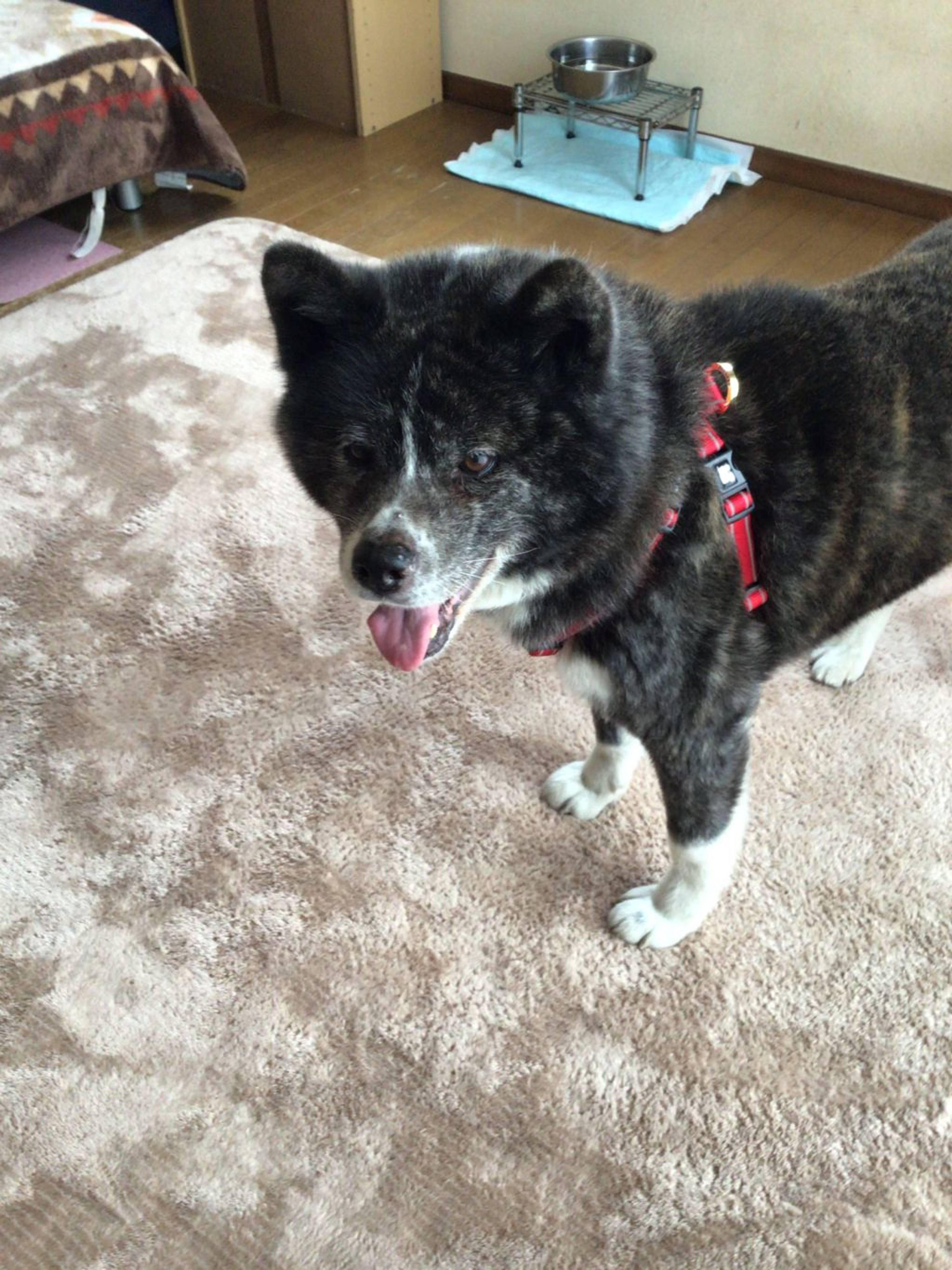 秋田犬・メスの里親募集の写真