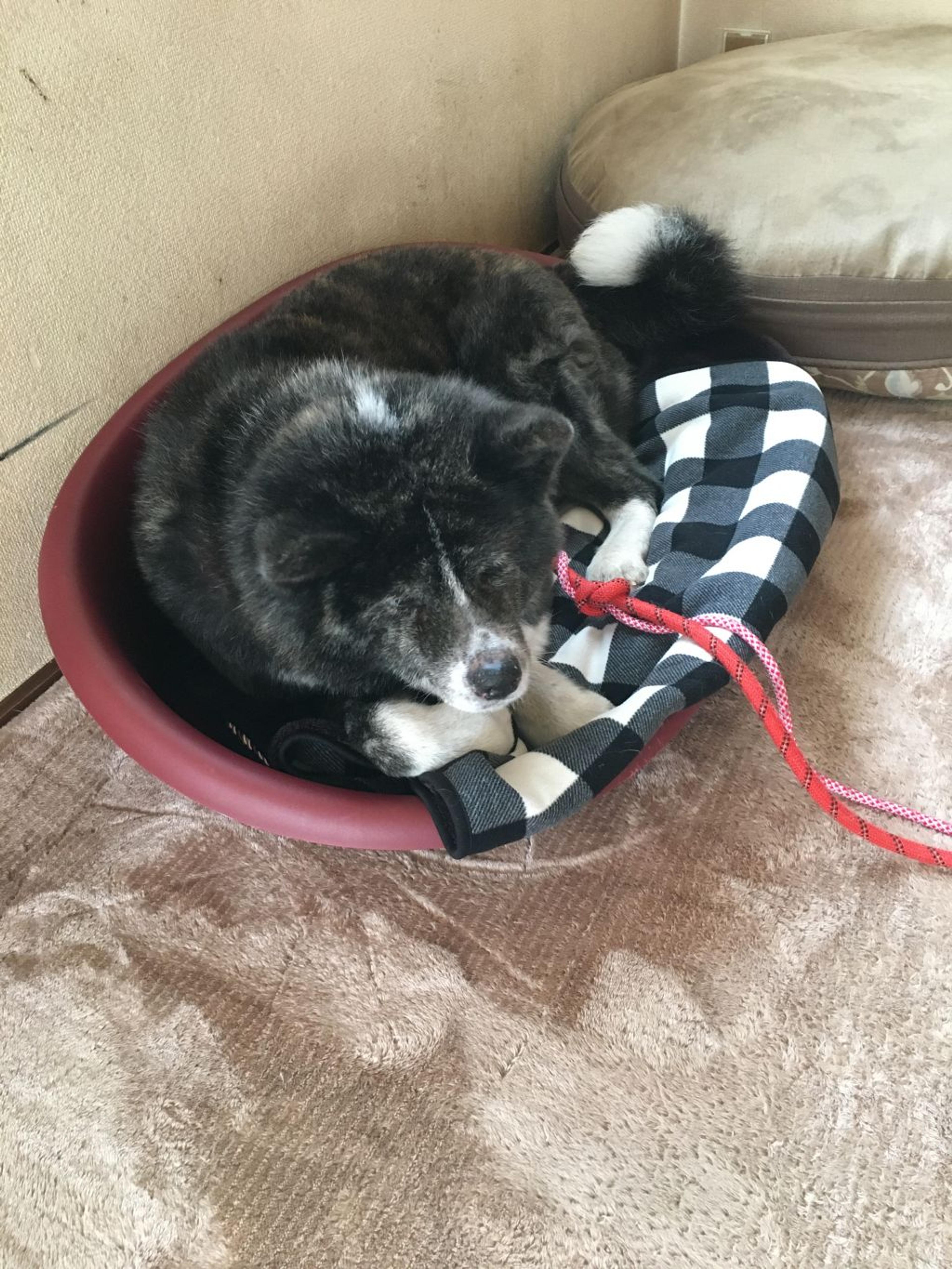 pet-image-2