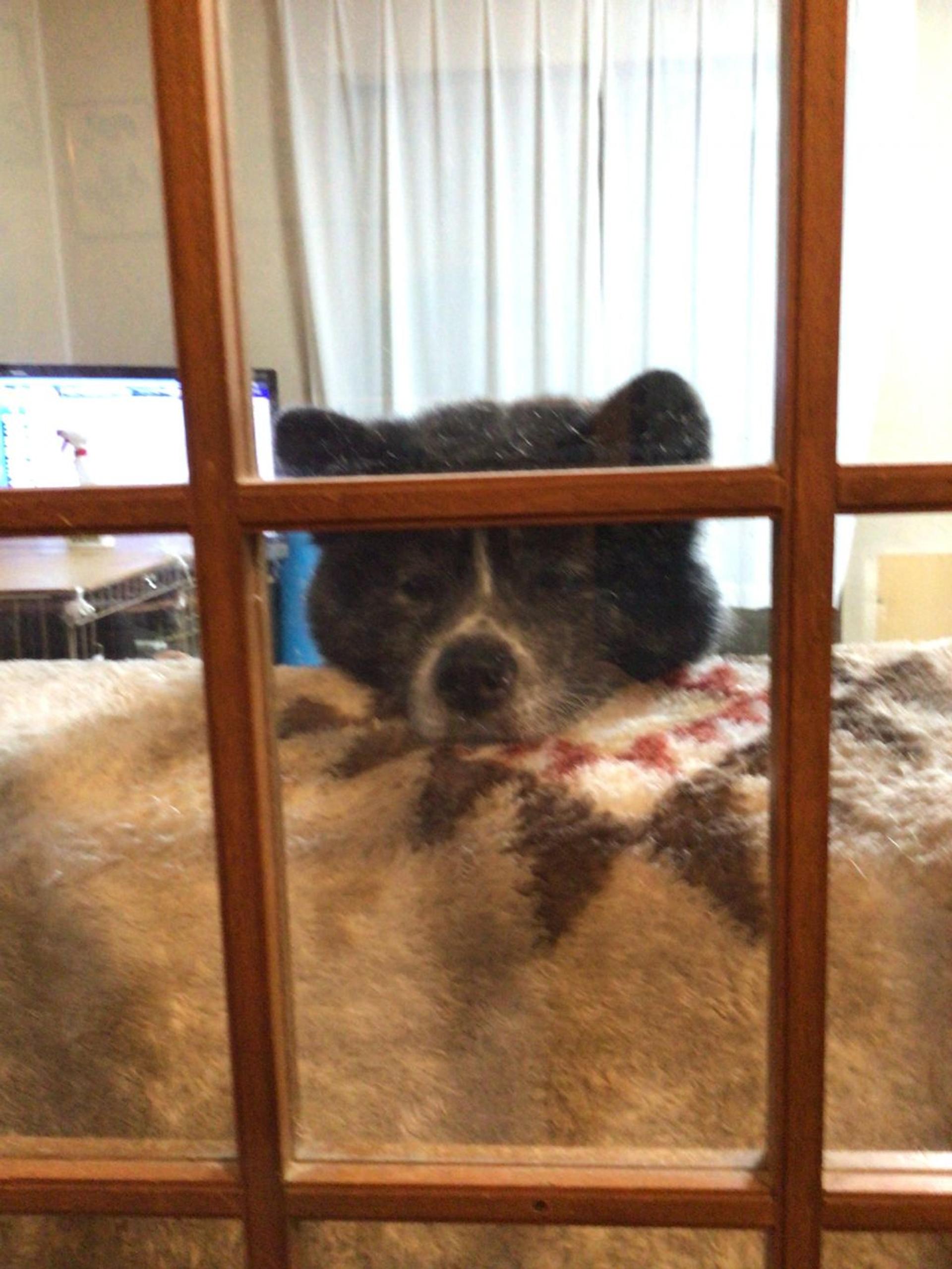 pet-image-3