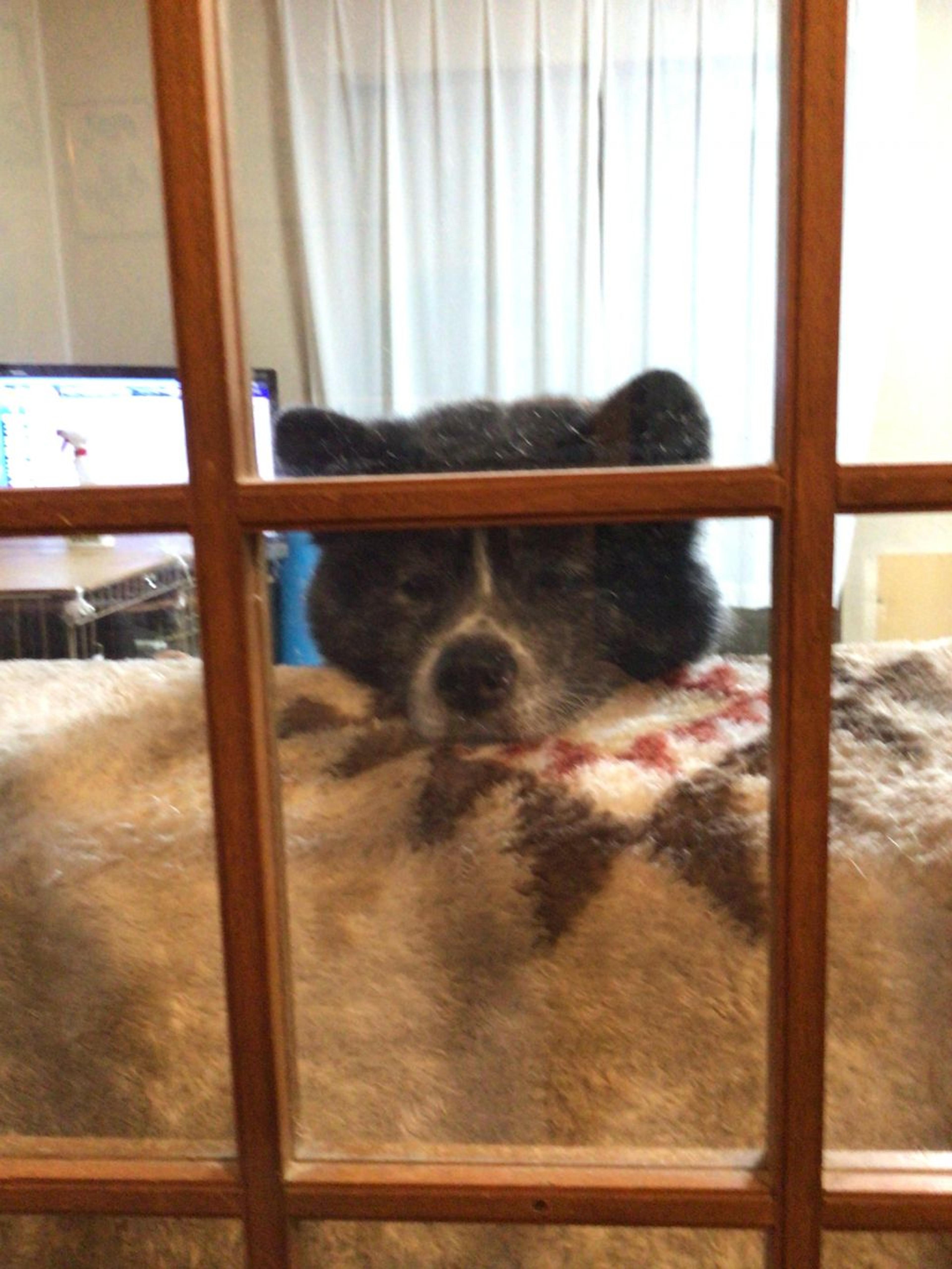 pet-image-3