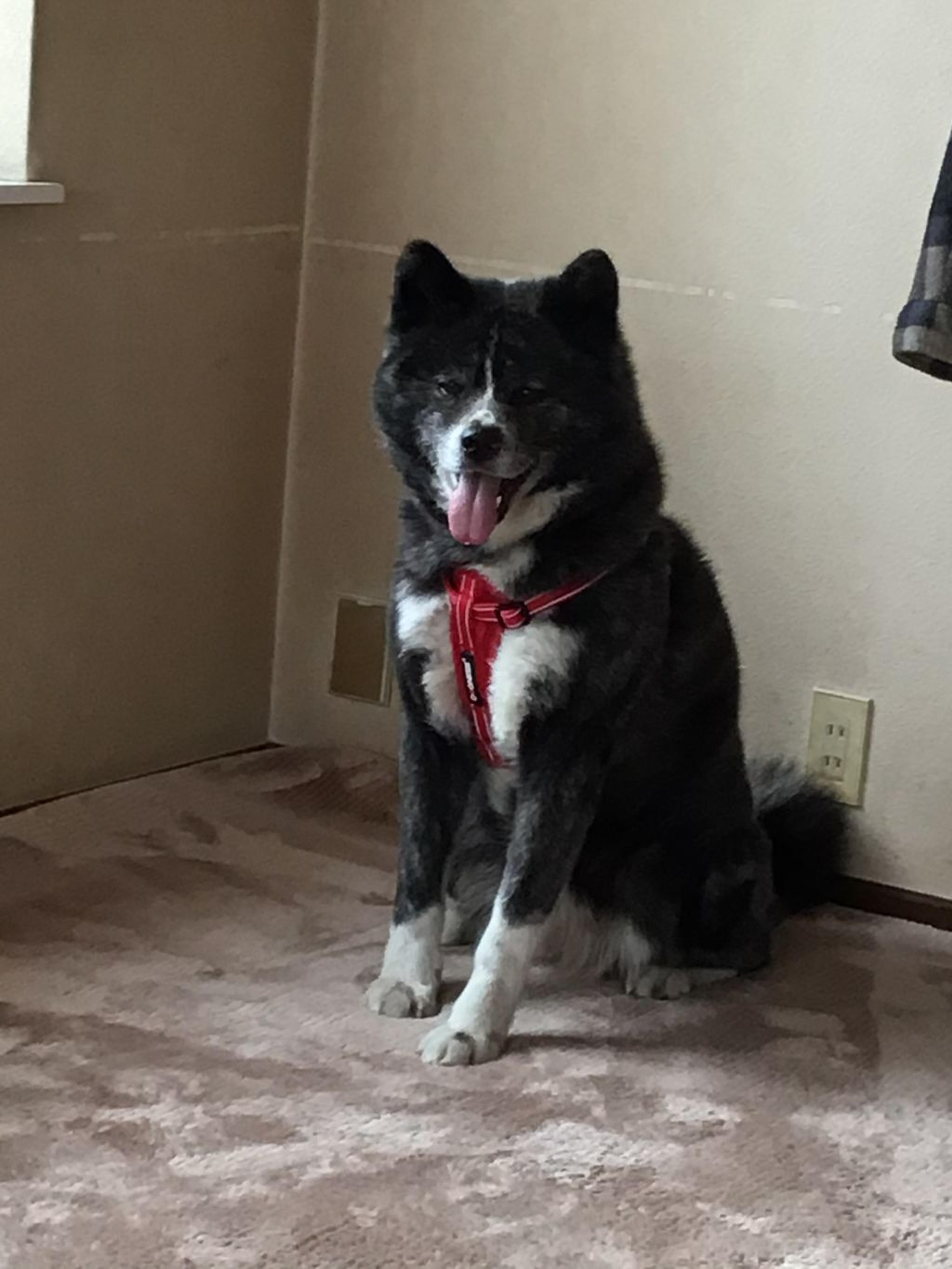 pet-image-4