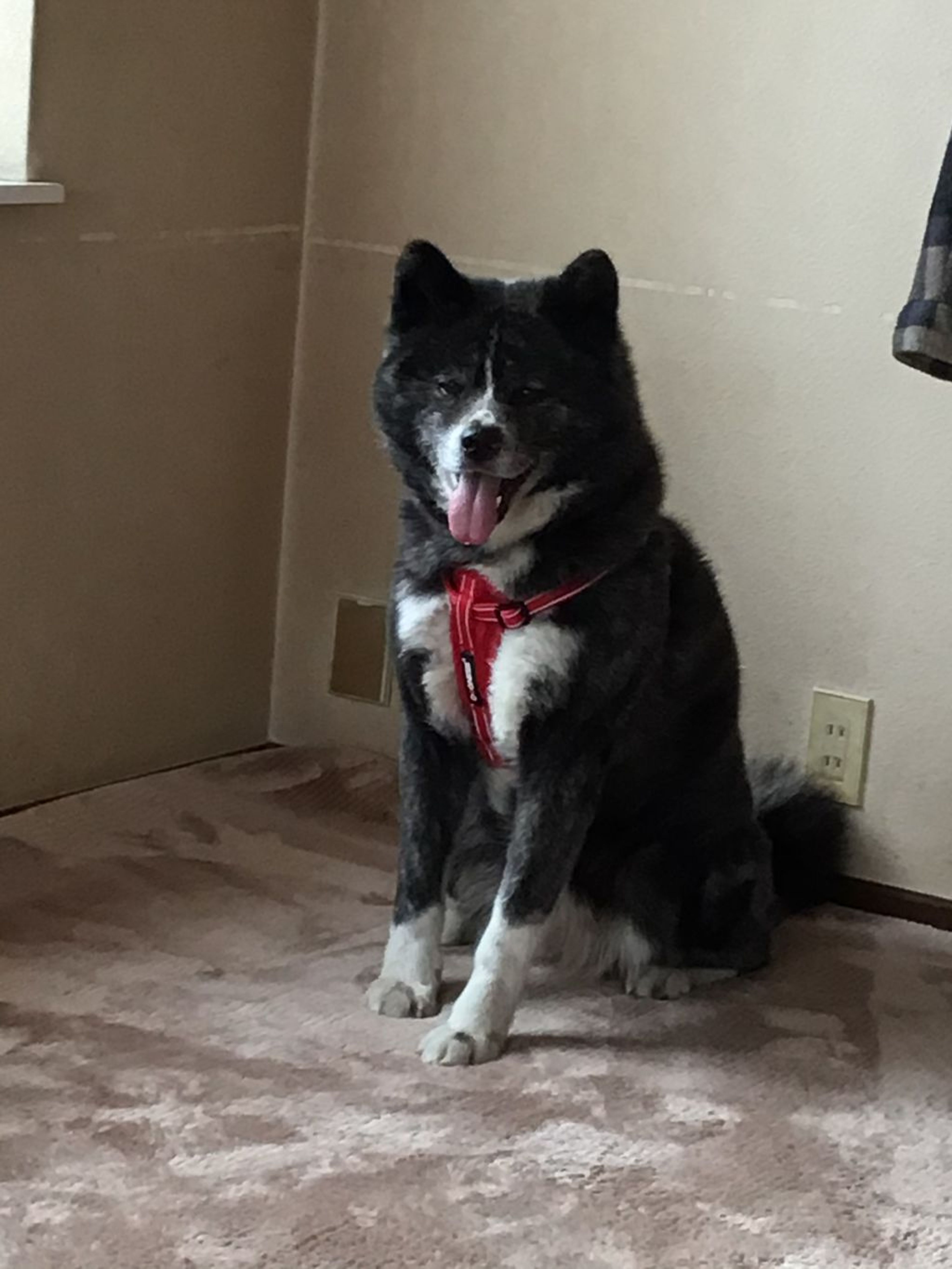 pet-image-4