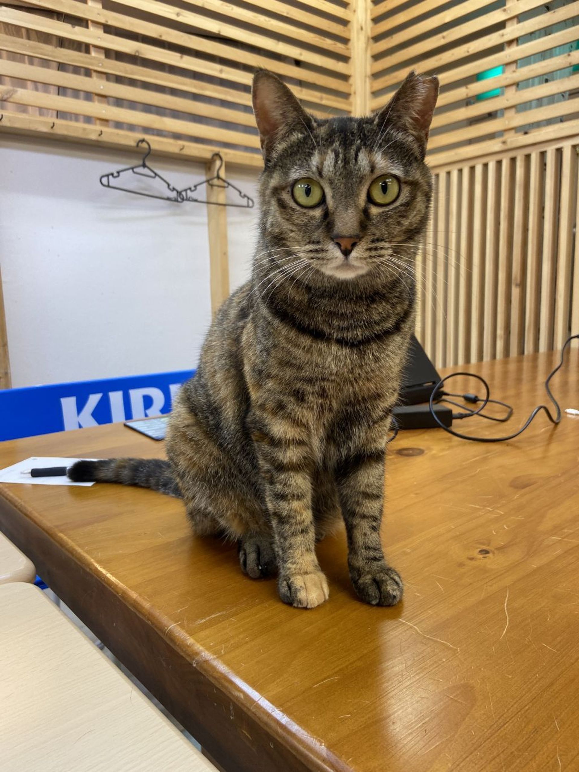雑種（ミックス猫）・メスの里親募集の写真