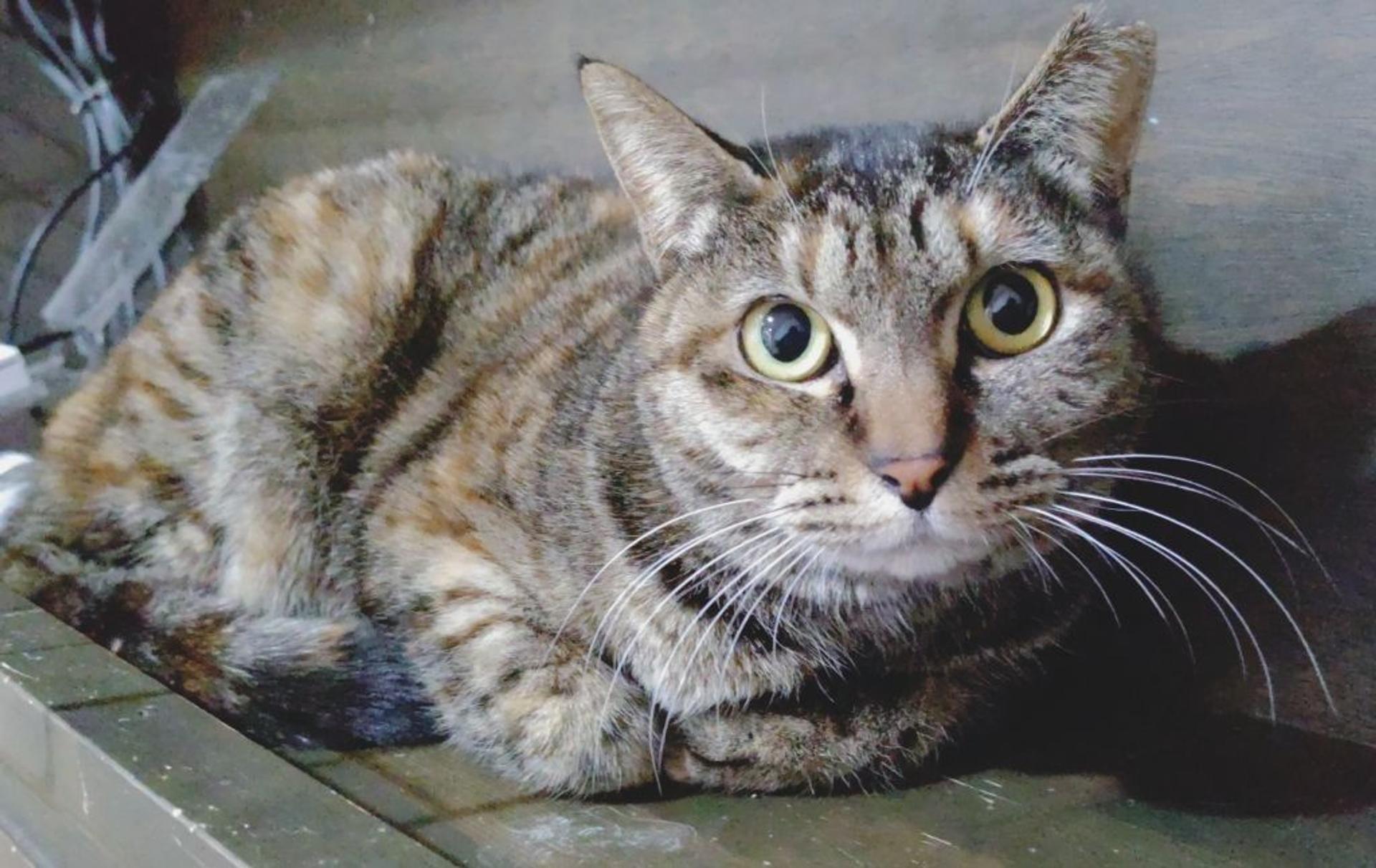 pet-image-3