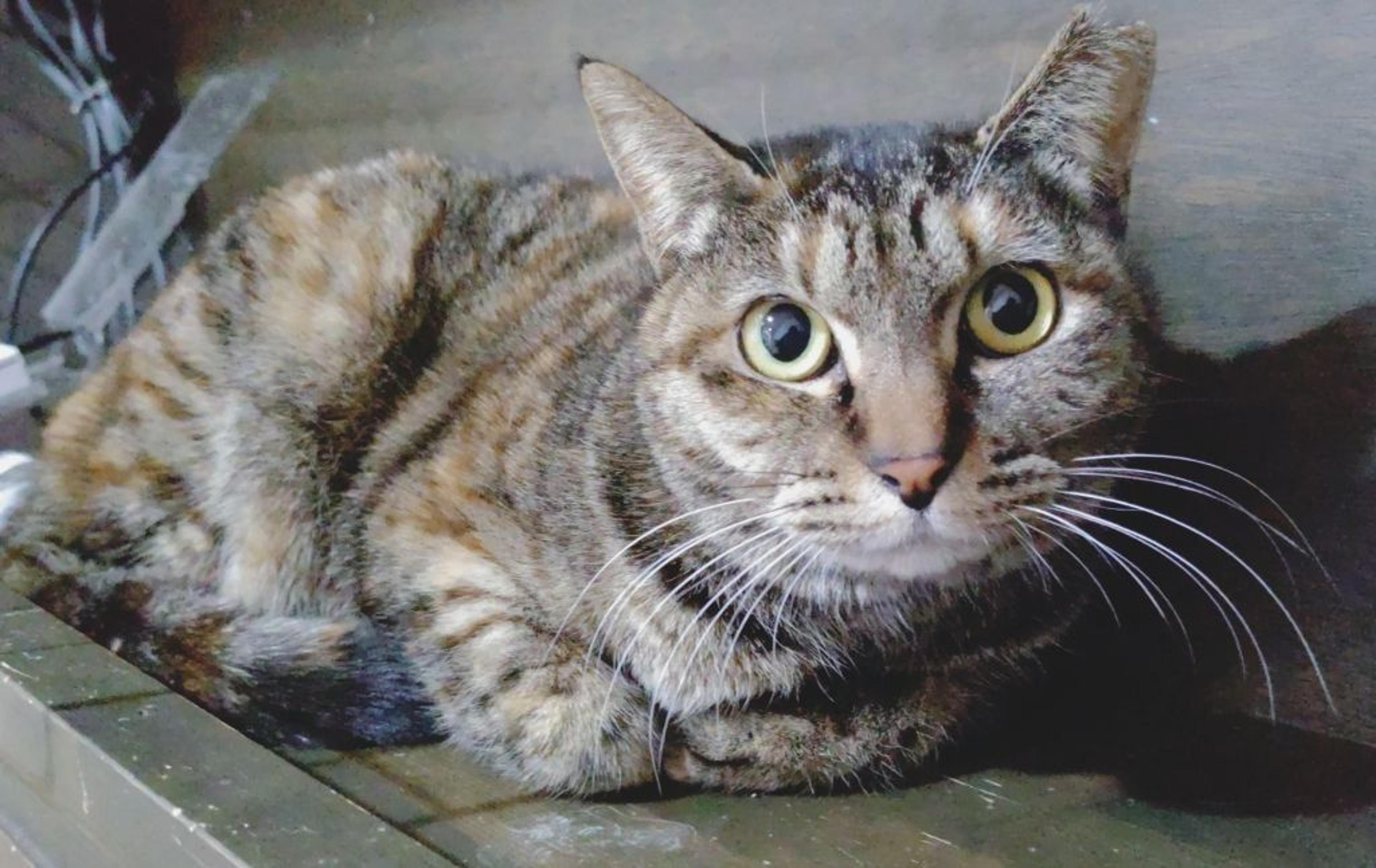 pet-image-3