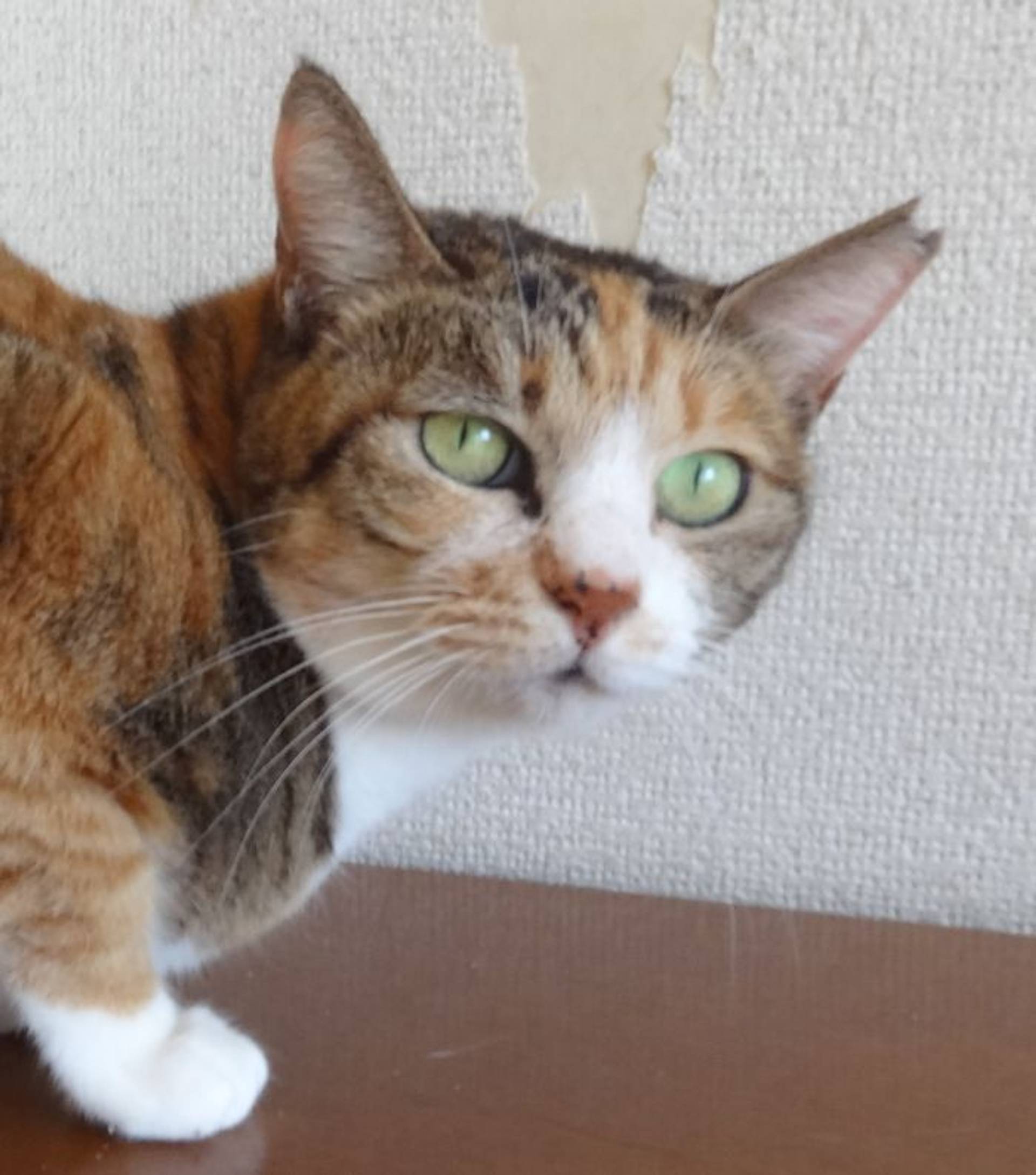 雑種（ミックス猫）・メスの里親募集の写真