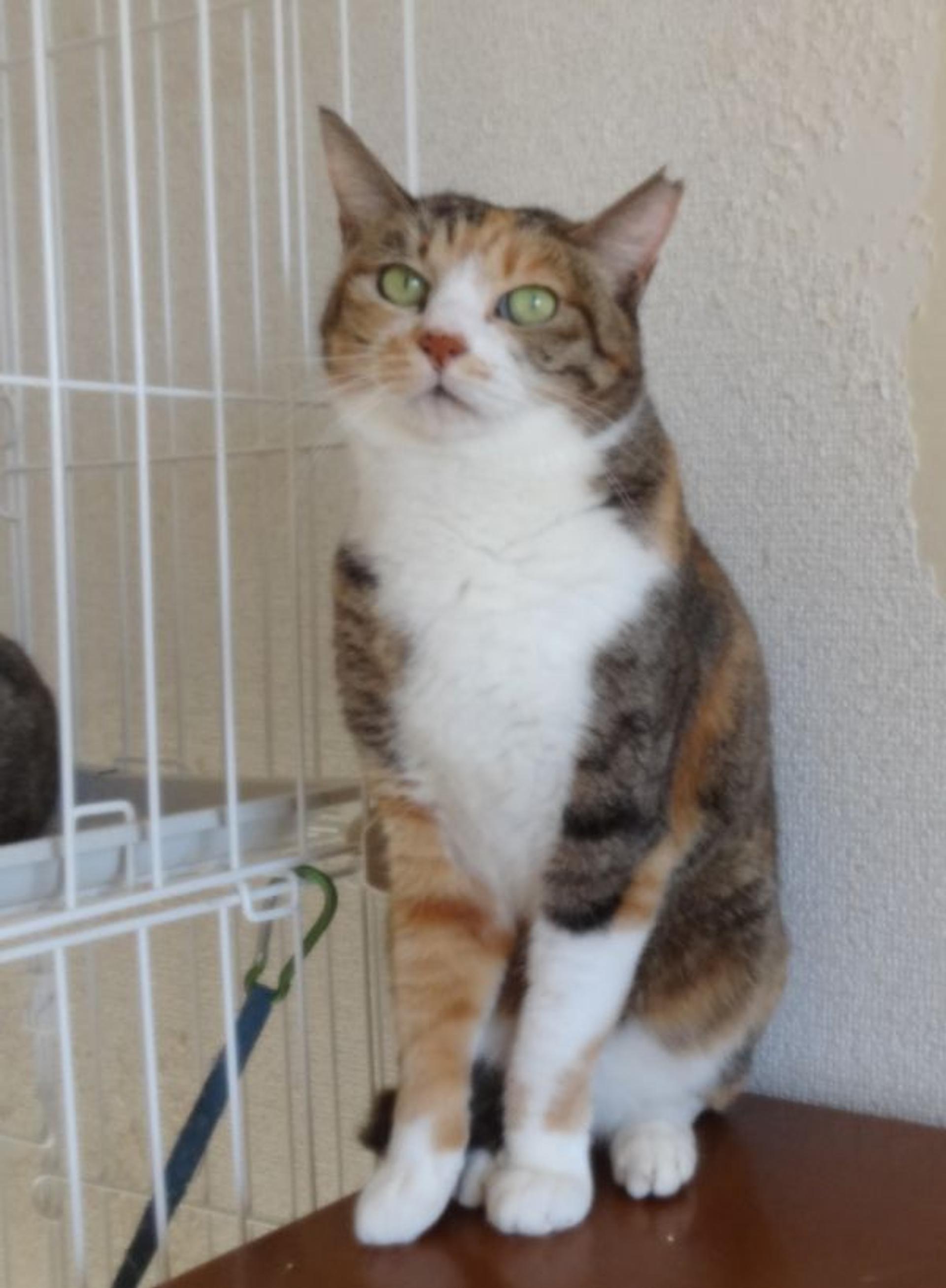 pet-image-2
