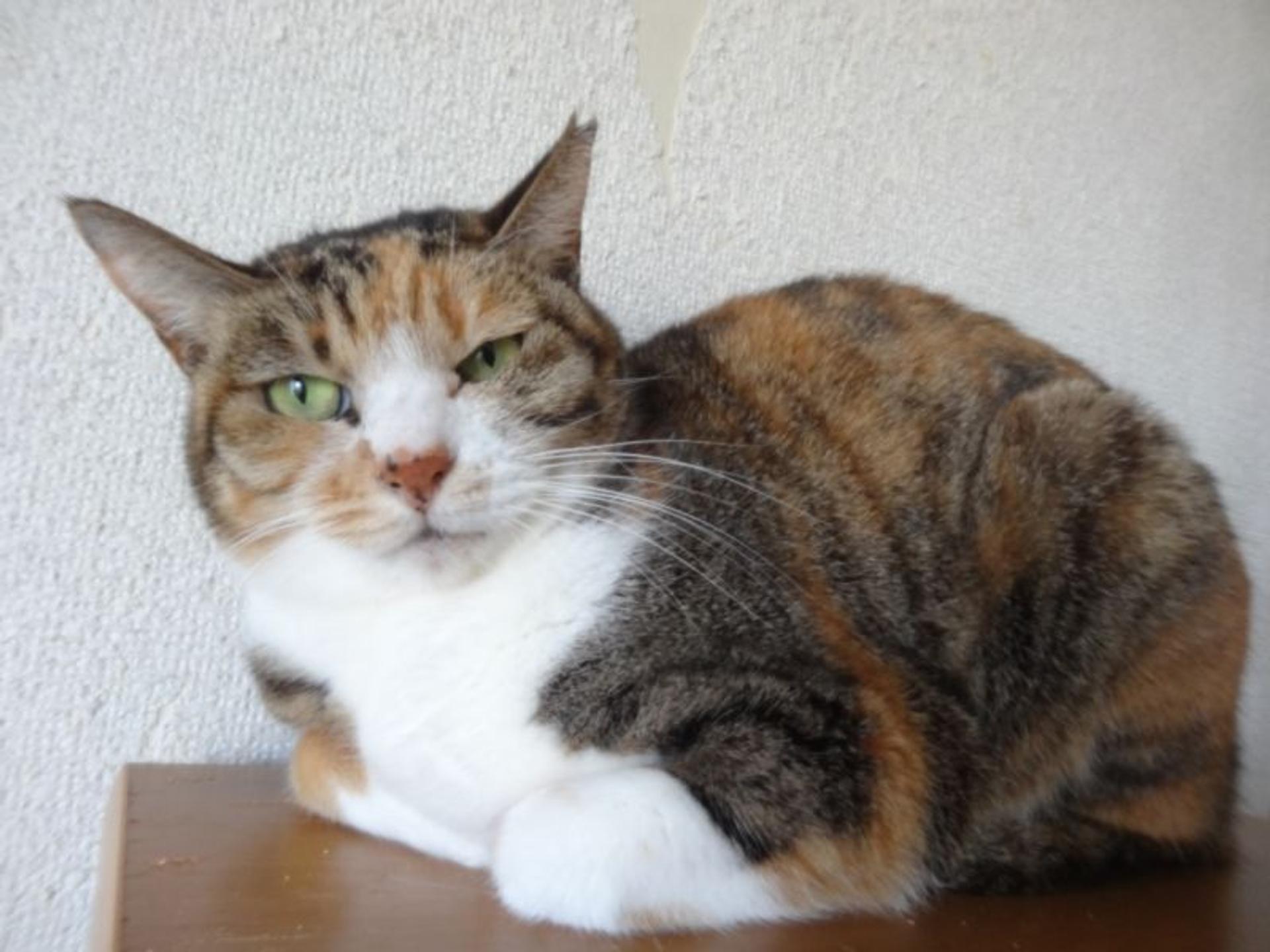 pet-image-4