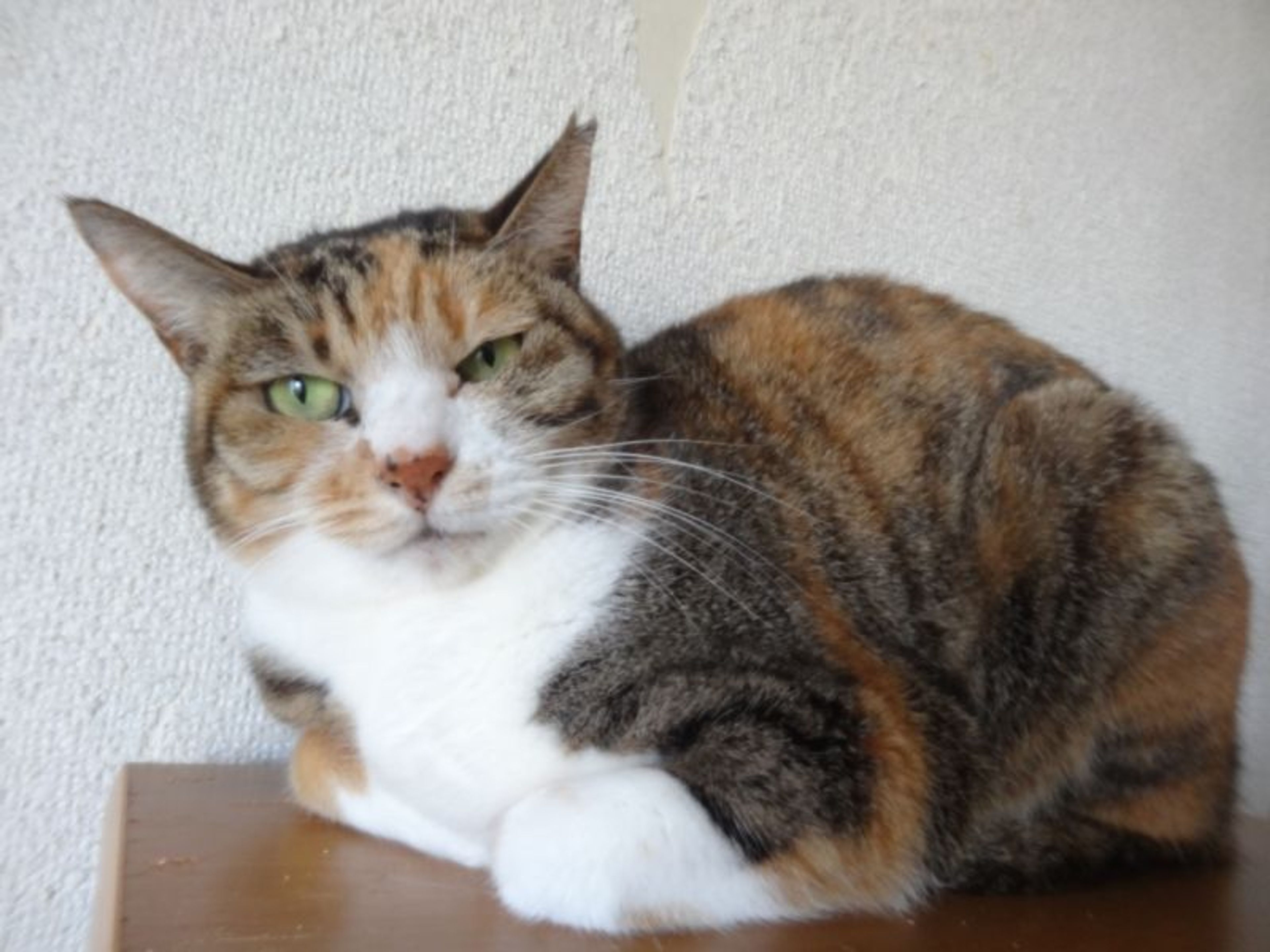 pet-image-4
