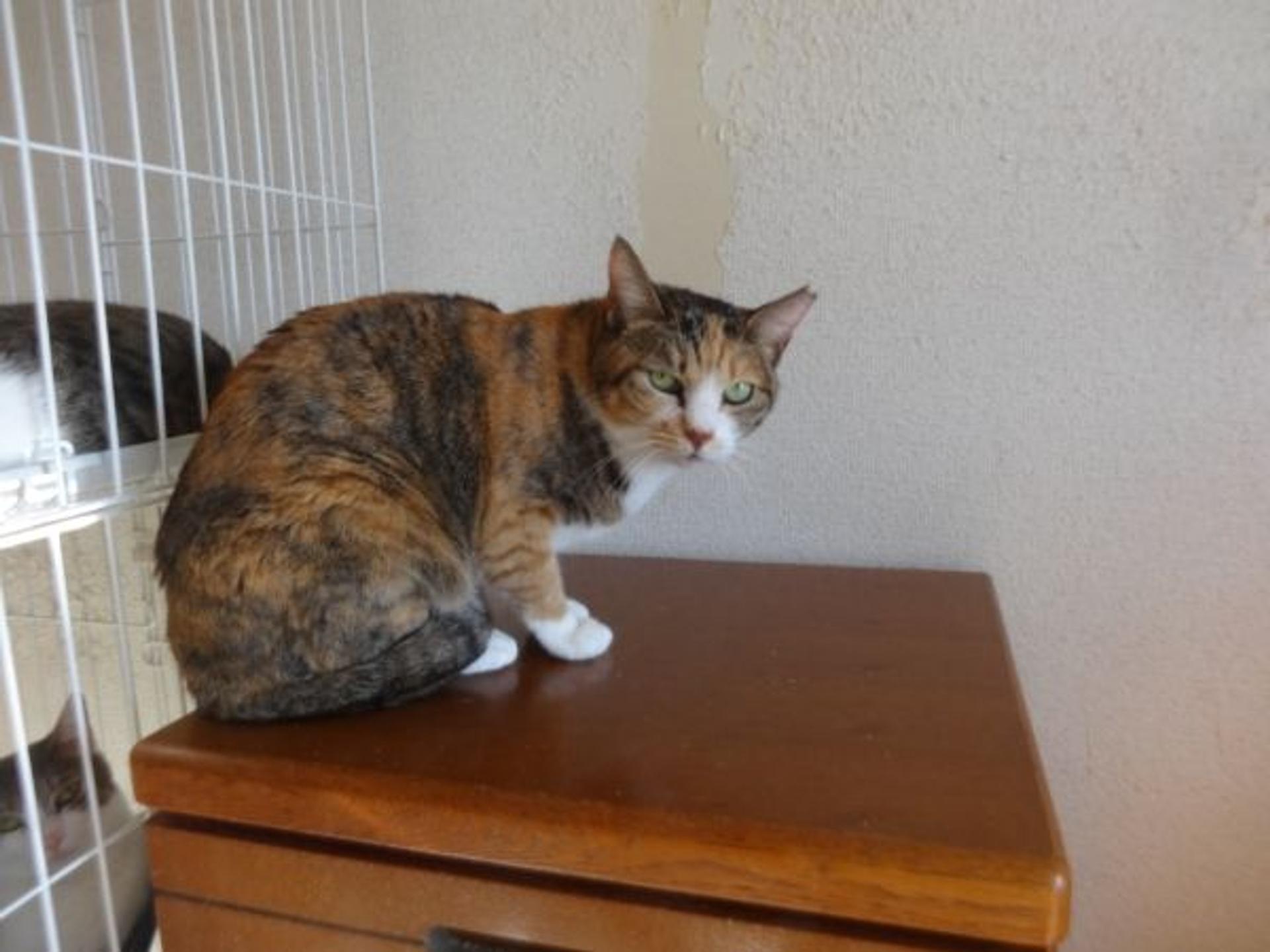 pet-image-5