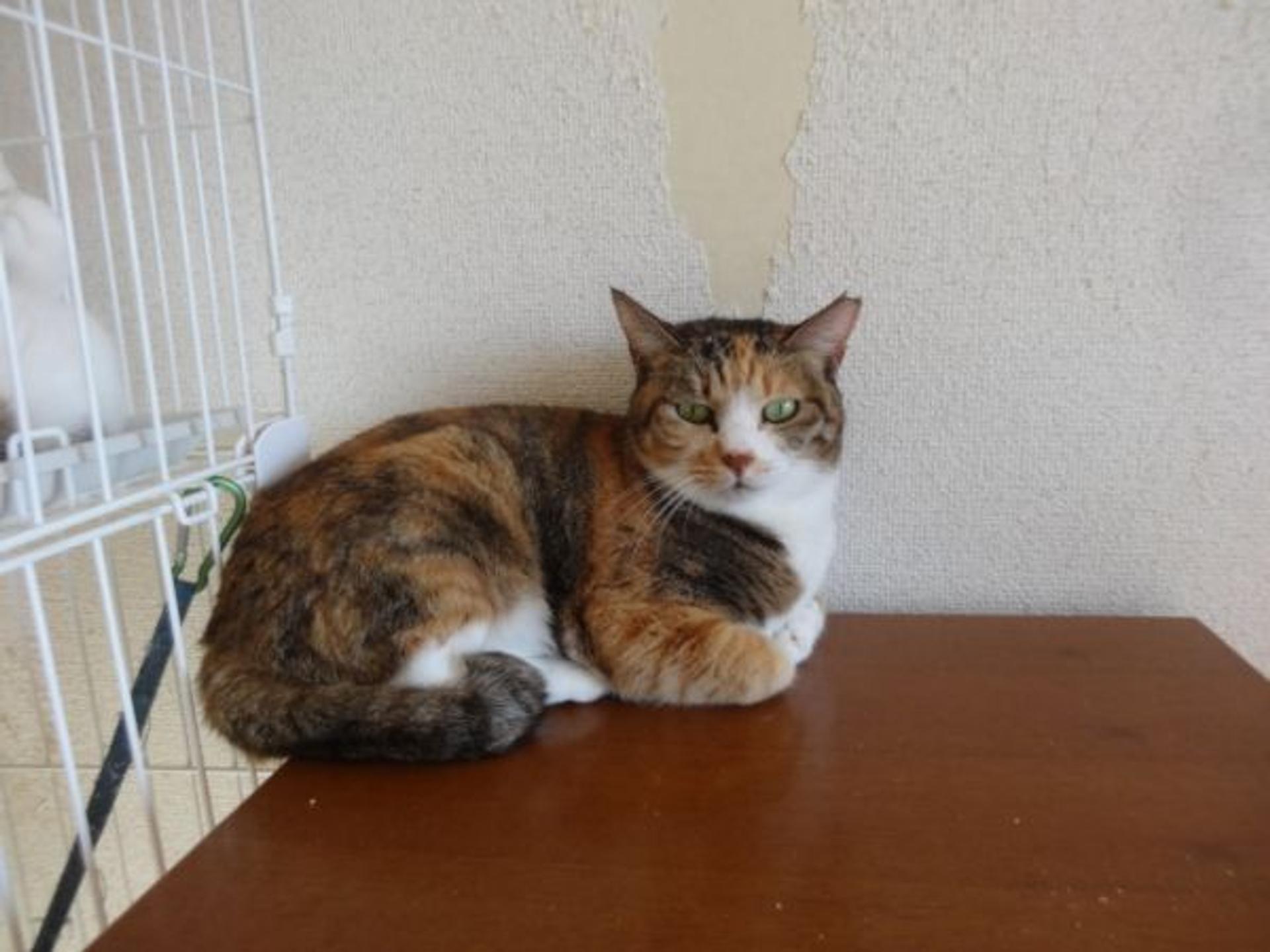 pet-image-7