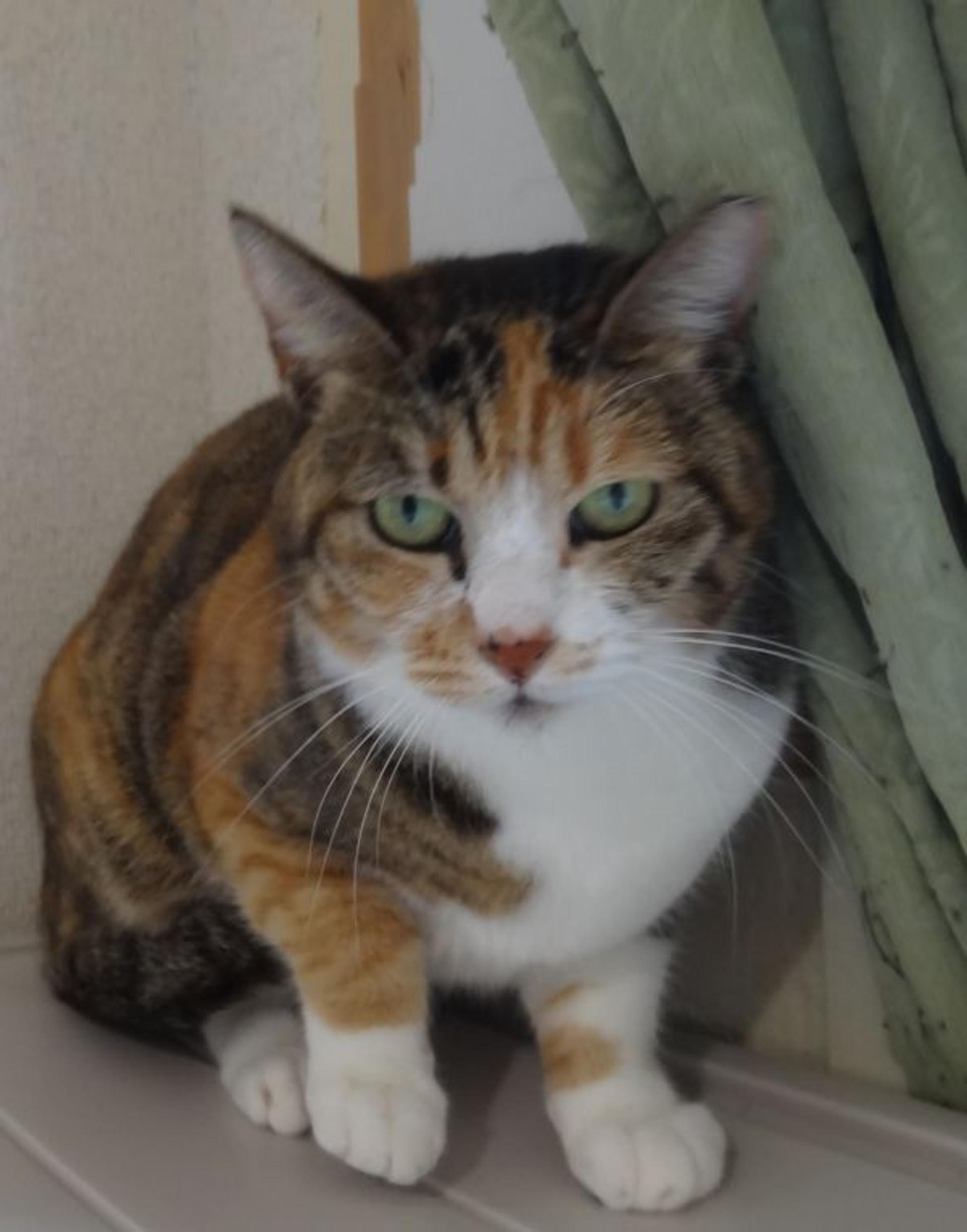 pet-image-8