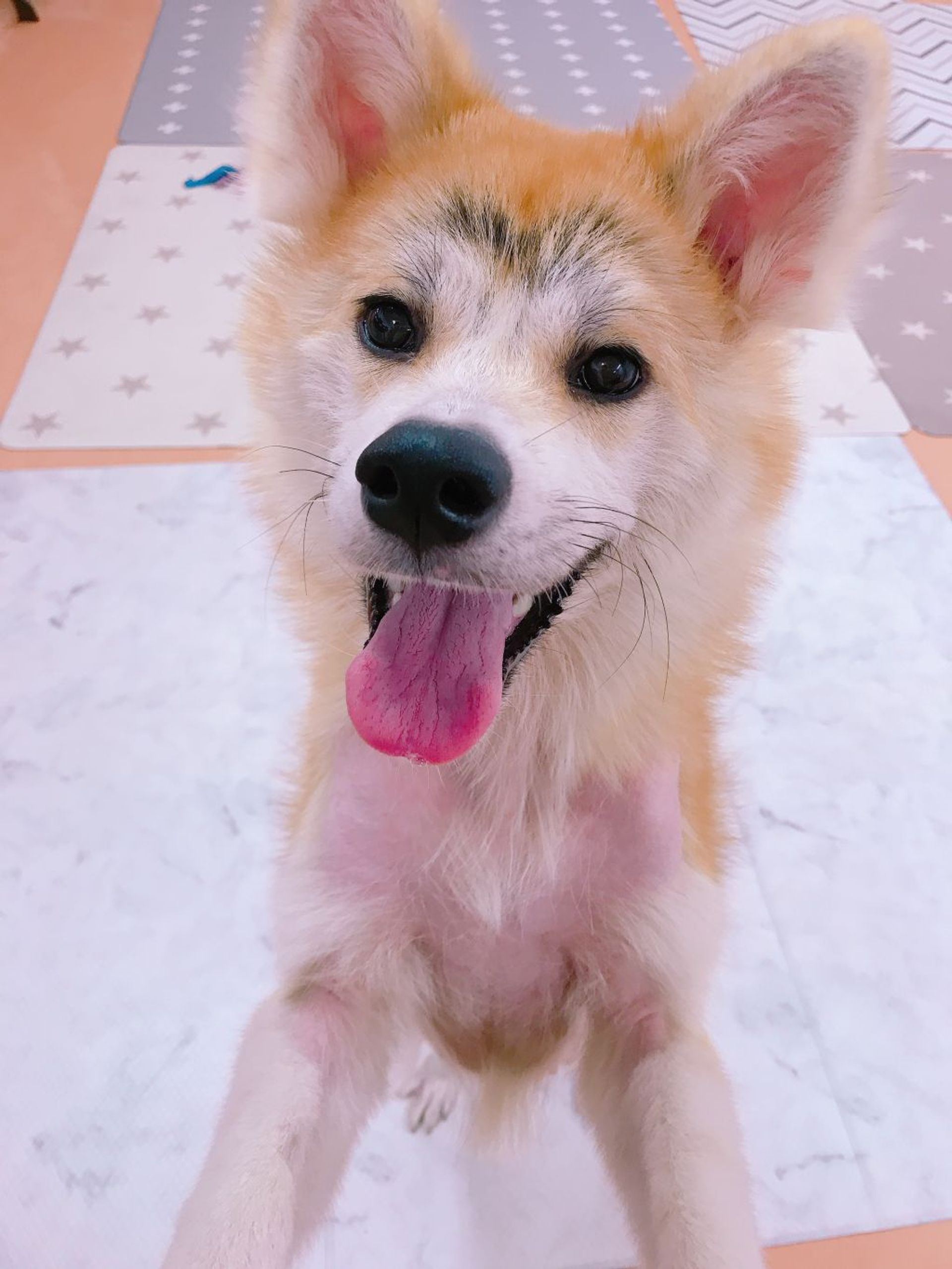 秋田犬・メスの里親募集の写真