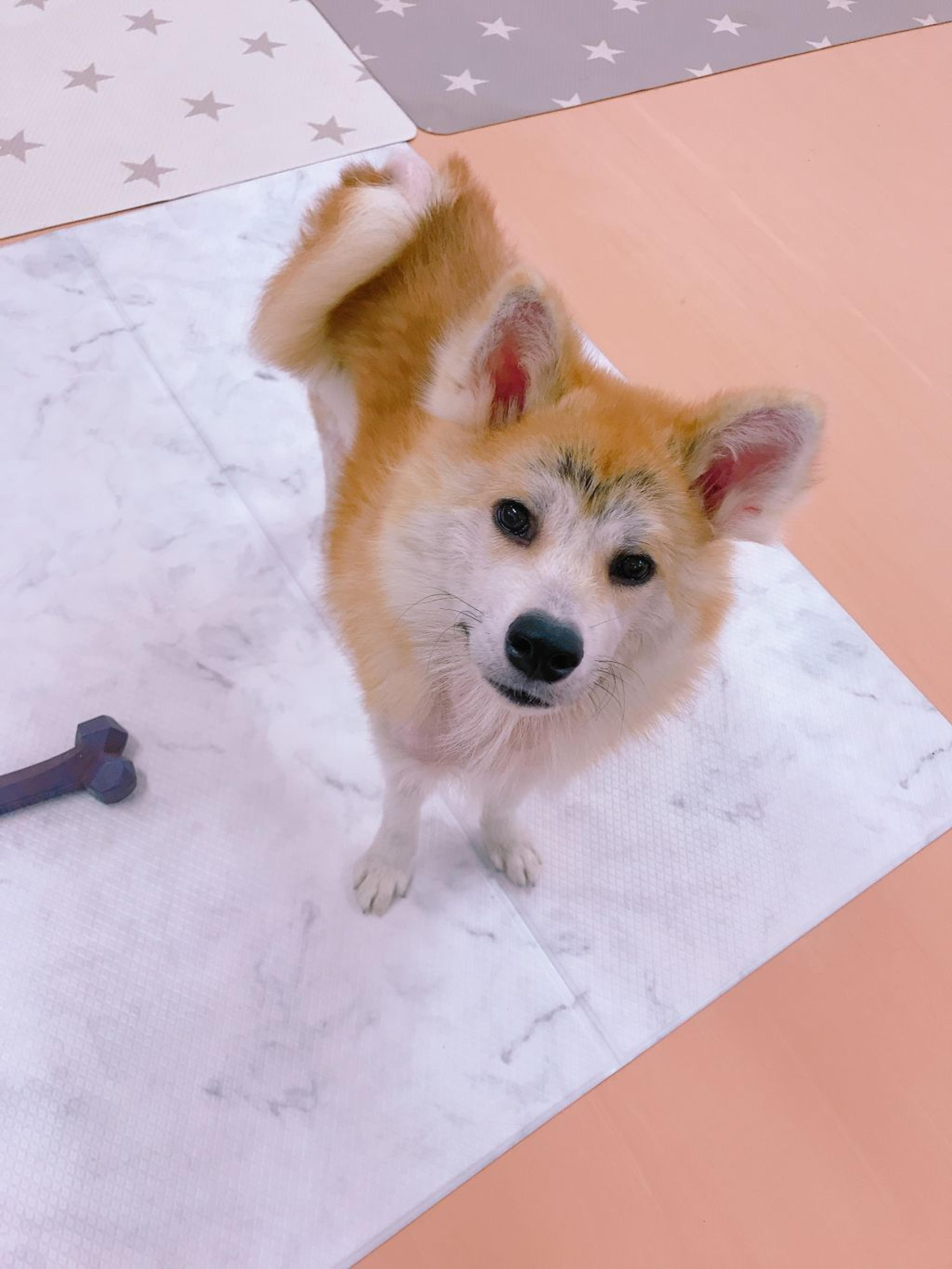 pet-image-3
