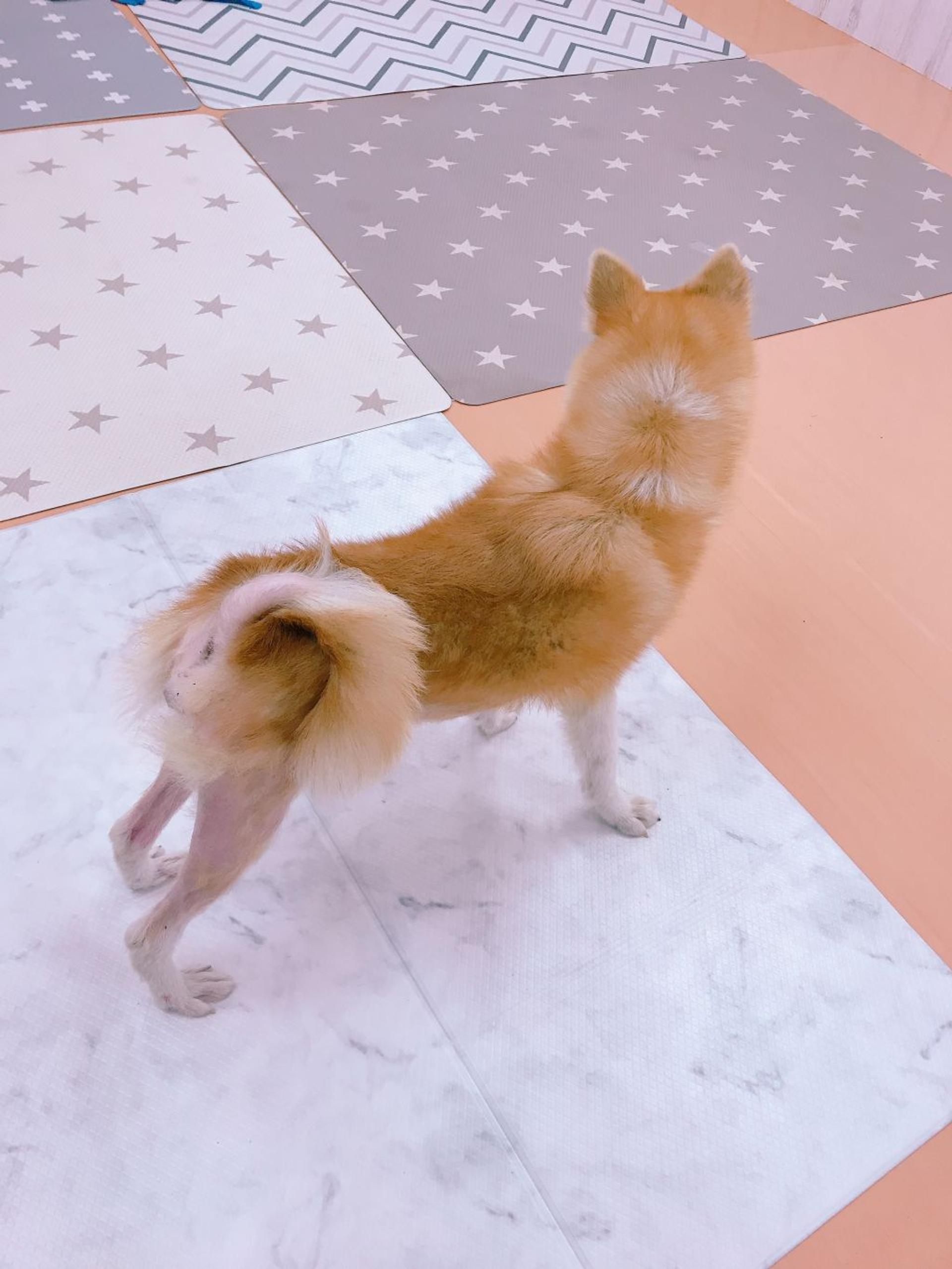 pet-image-5