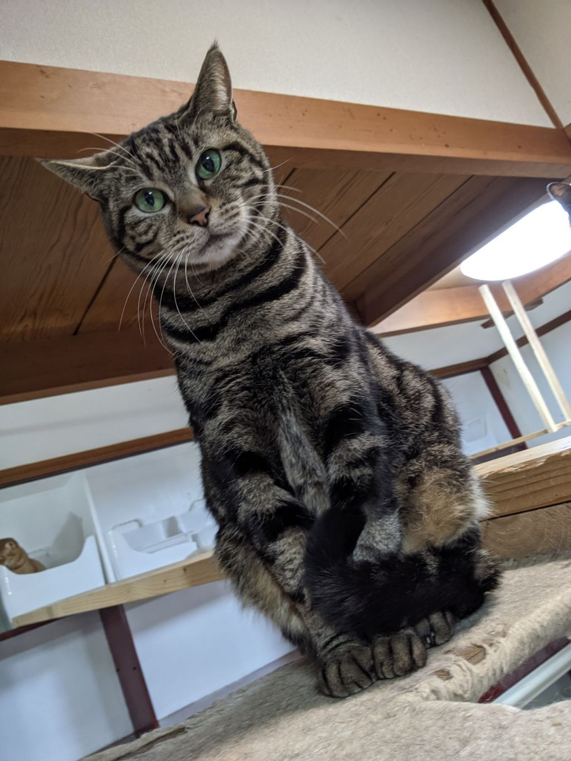 雑種（ミックス猫）・メスの里親募集の写真