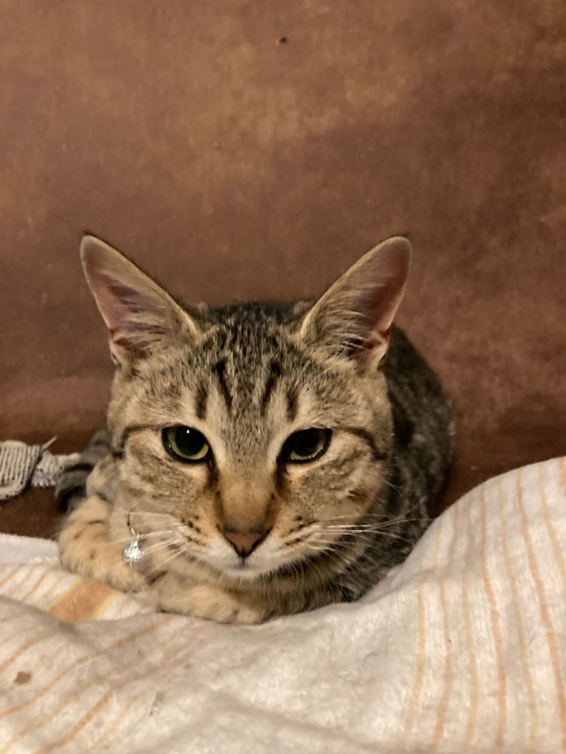 雑種（ミックス猫）・オスの里親募集の写真