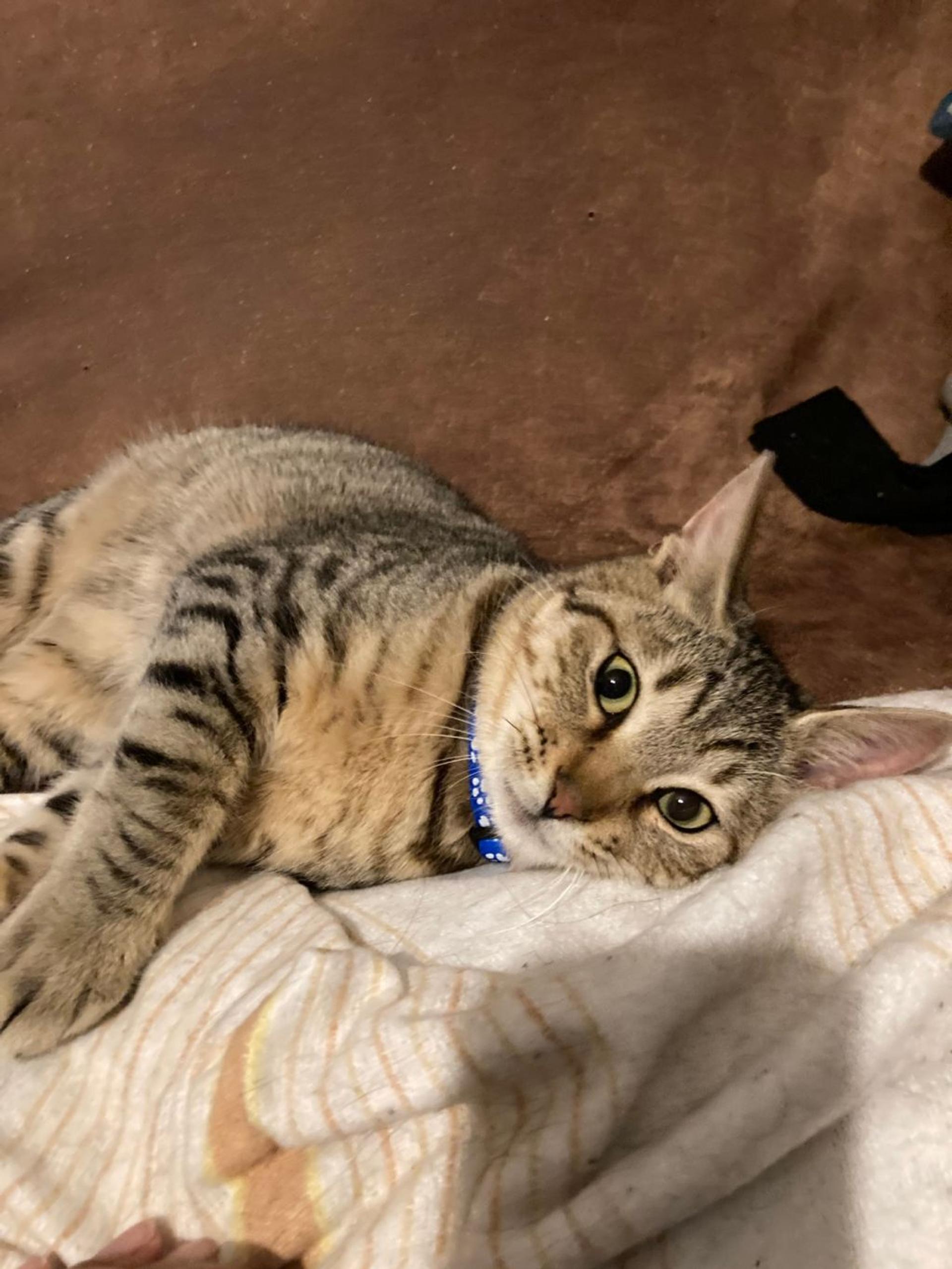 pet-image-2
