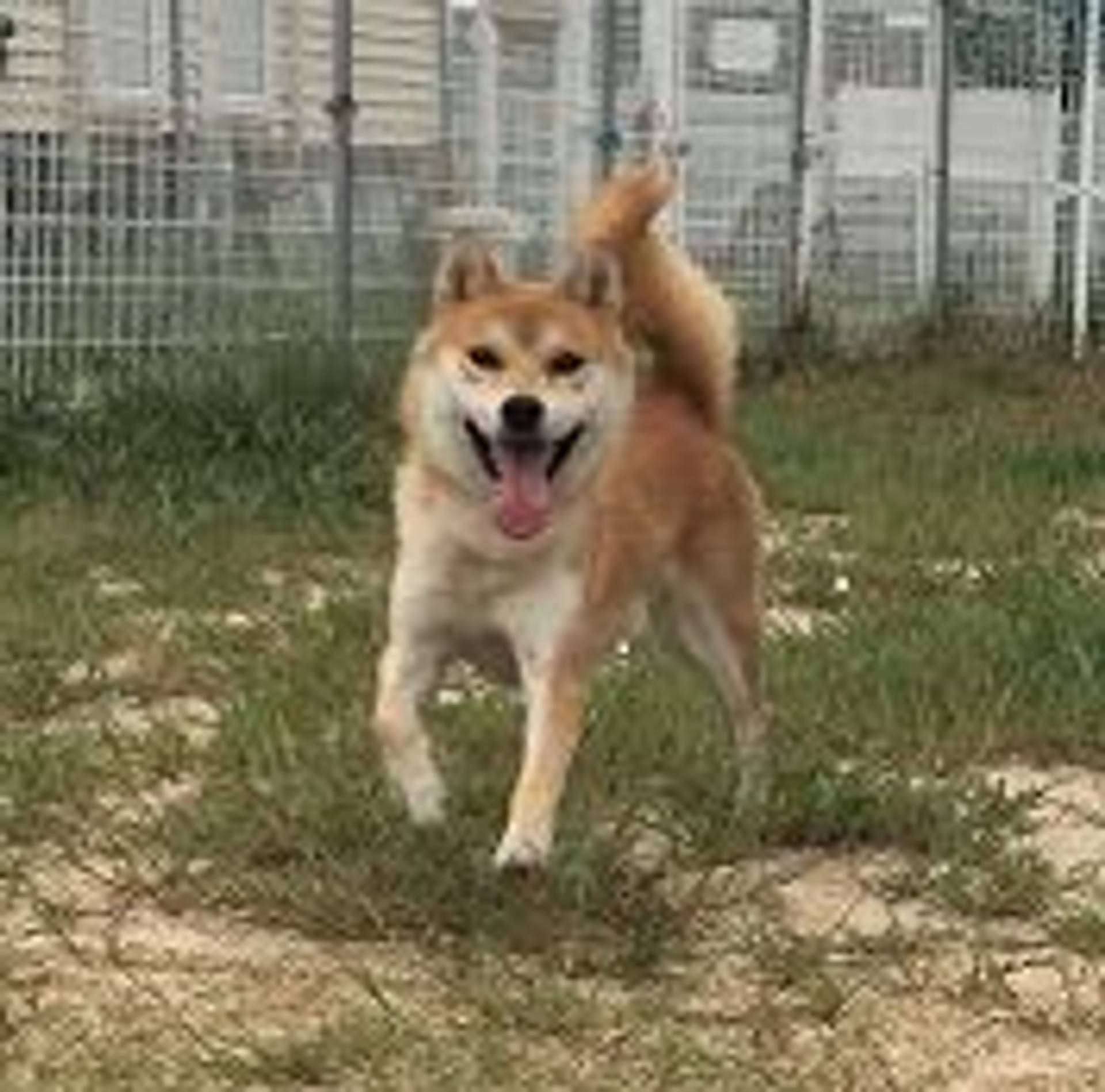 雑種（ミックス犬）・オスの里親募集の写真