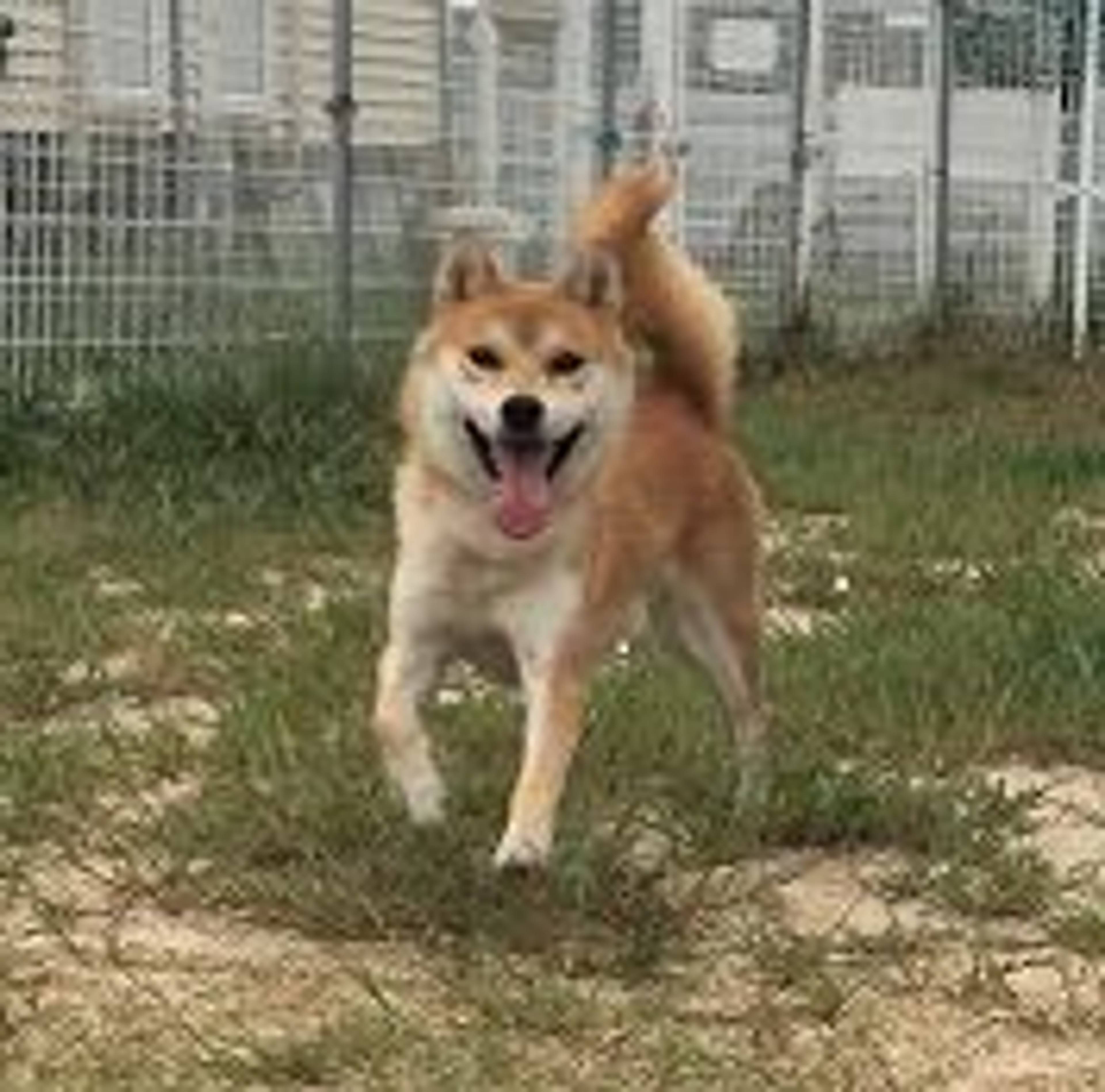 雑種（ミックス犬）・オスの里親募集の写真