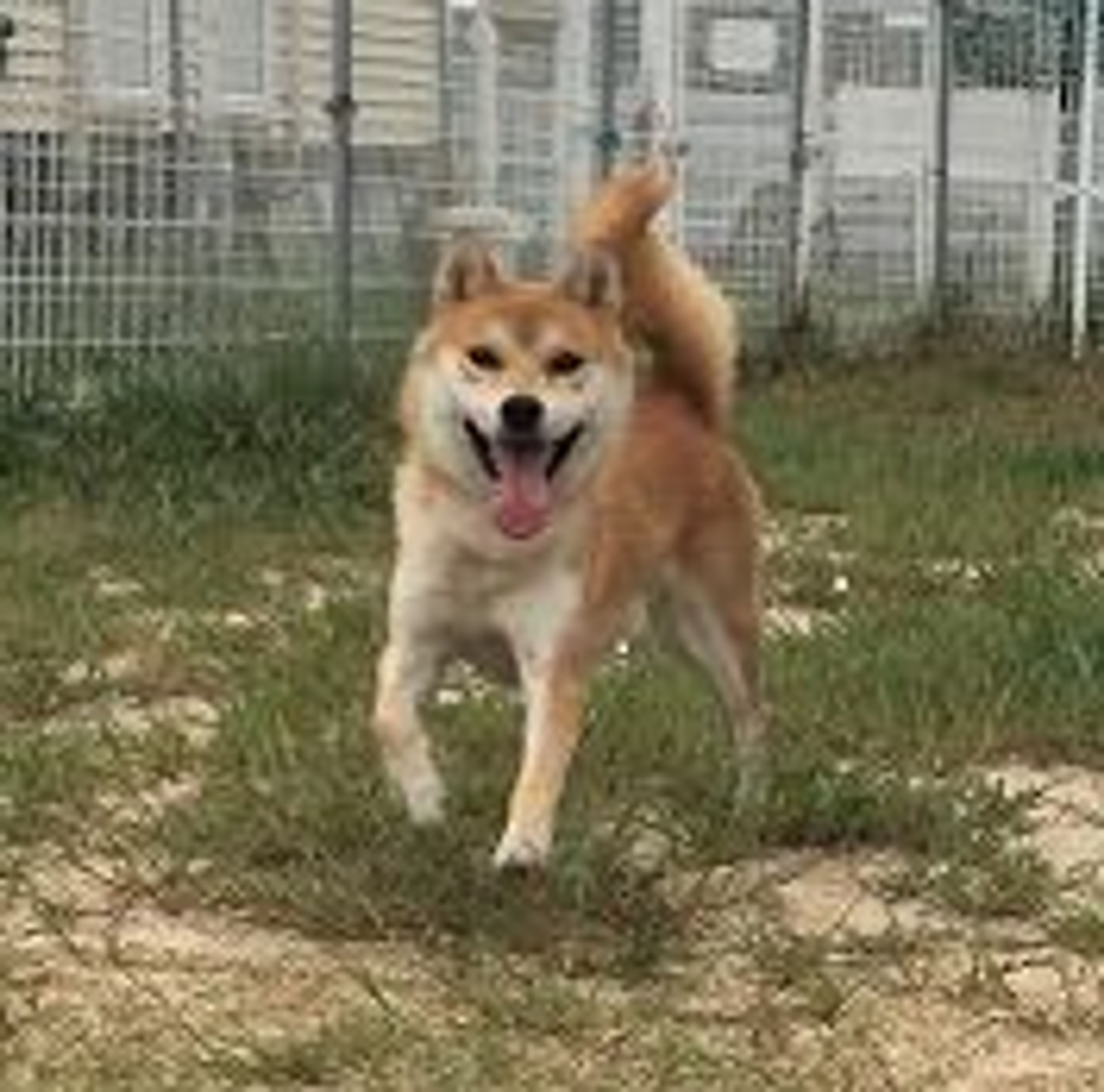 雑種（ミックス犬）・オスの里親募集の写真