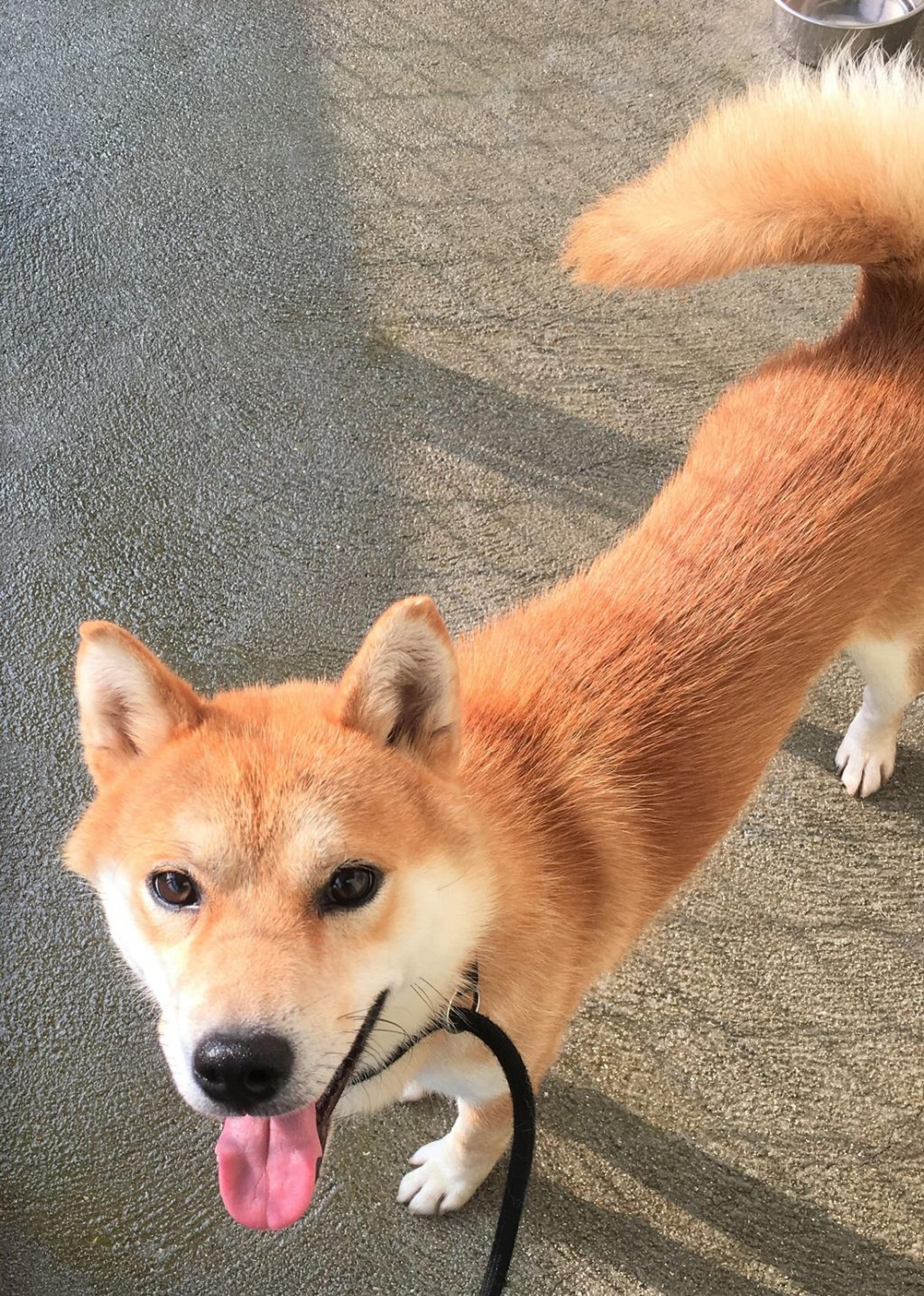 pet-image-2