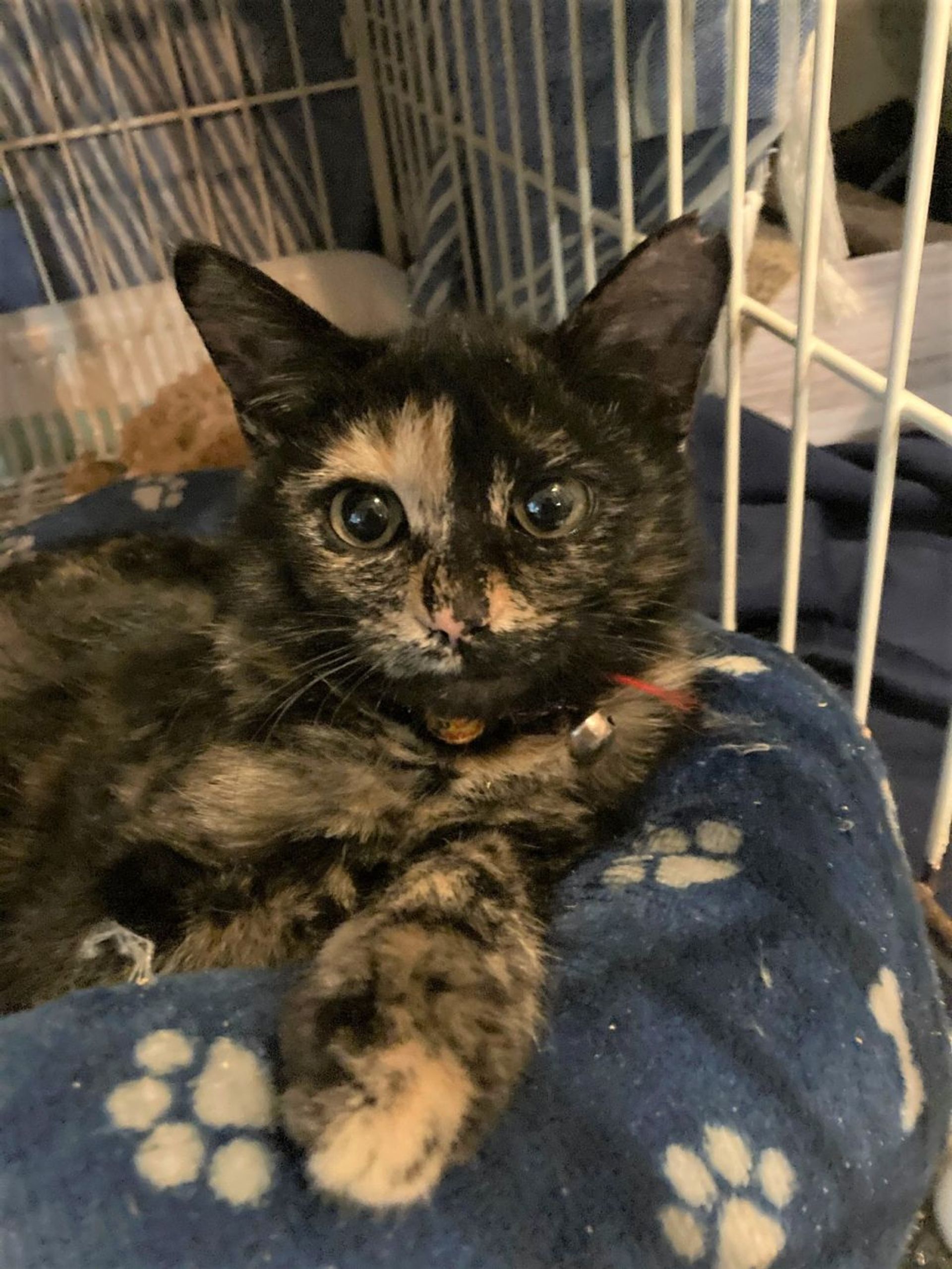 雑種（ミックス猫）・メスの里親募集の写真