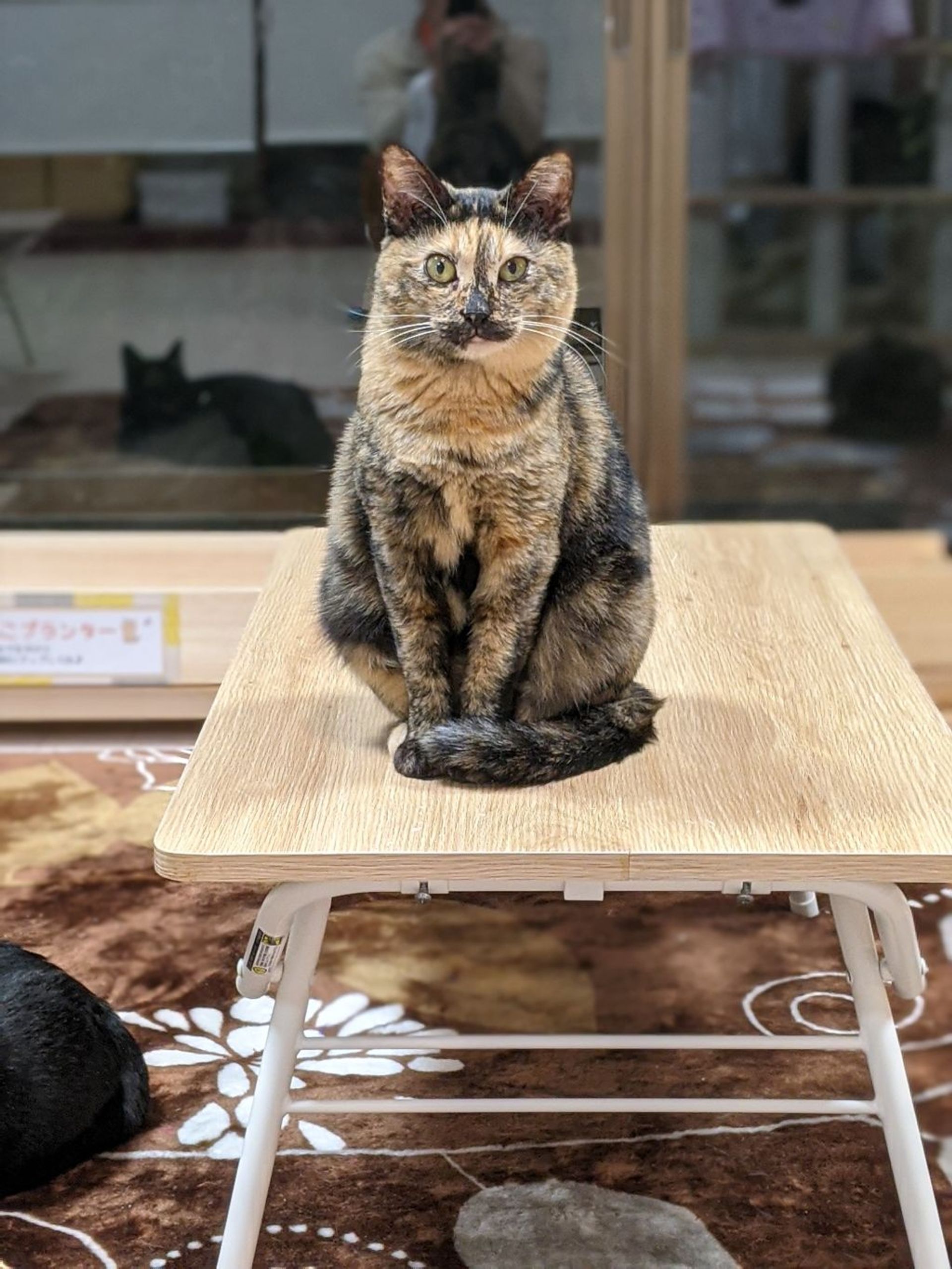 雑種（ミックス猫）・メスの里親募集の写真