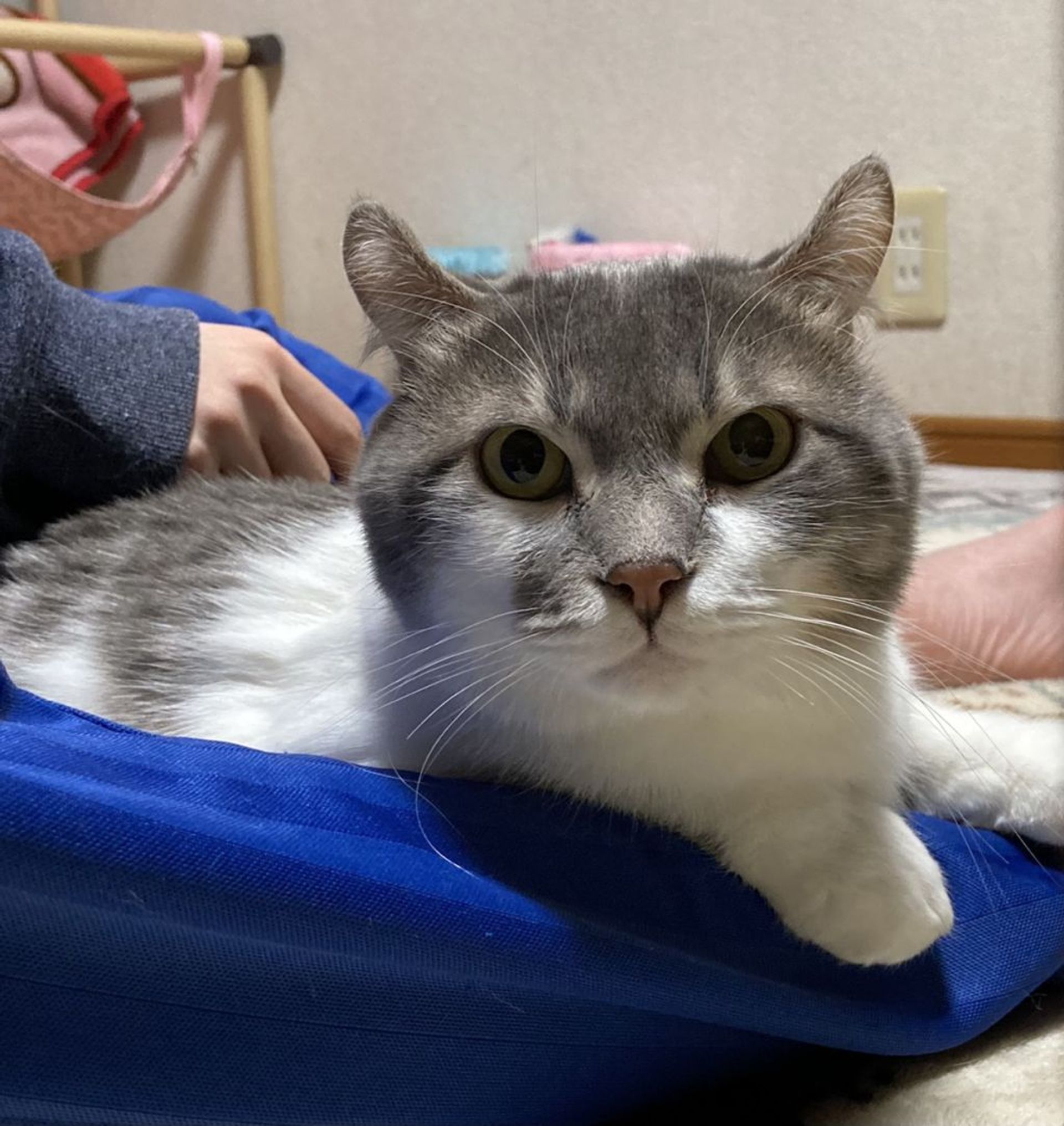 雑種（ミックス猫）・オスの里親募集の写真
