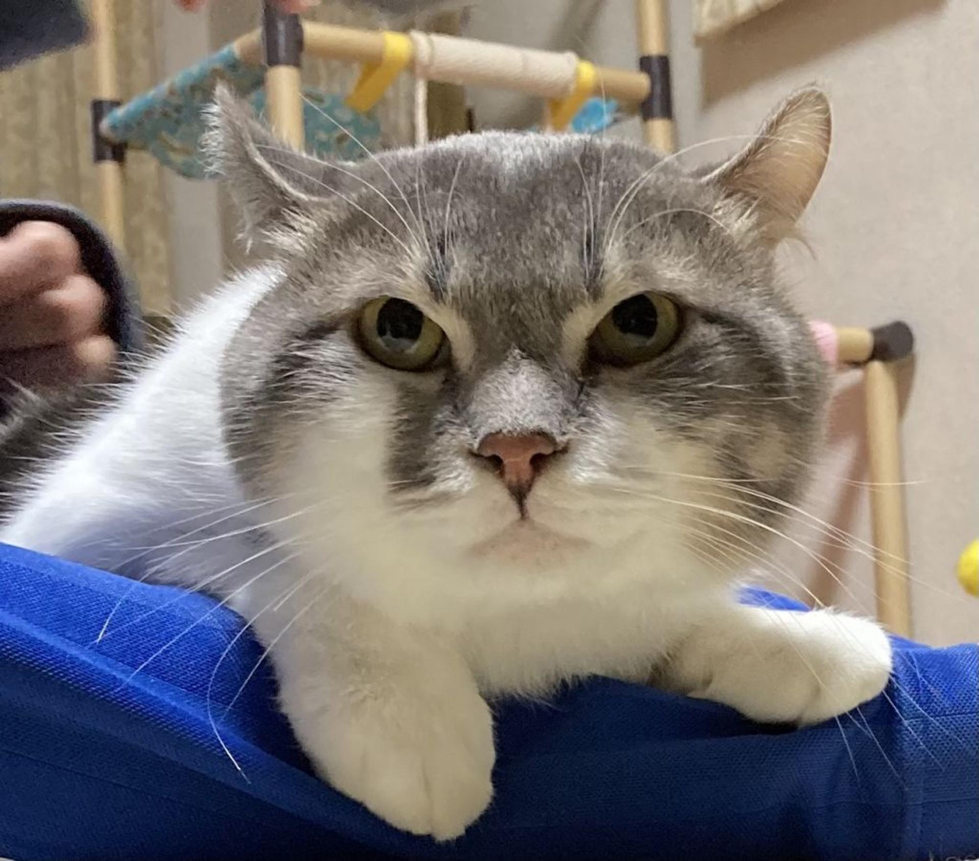 pet-image-7
