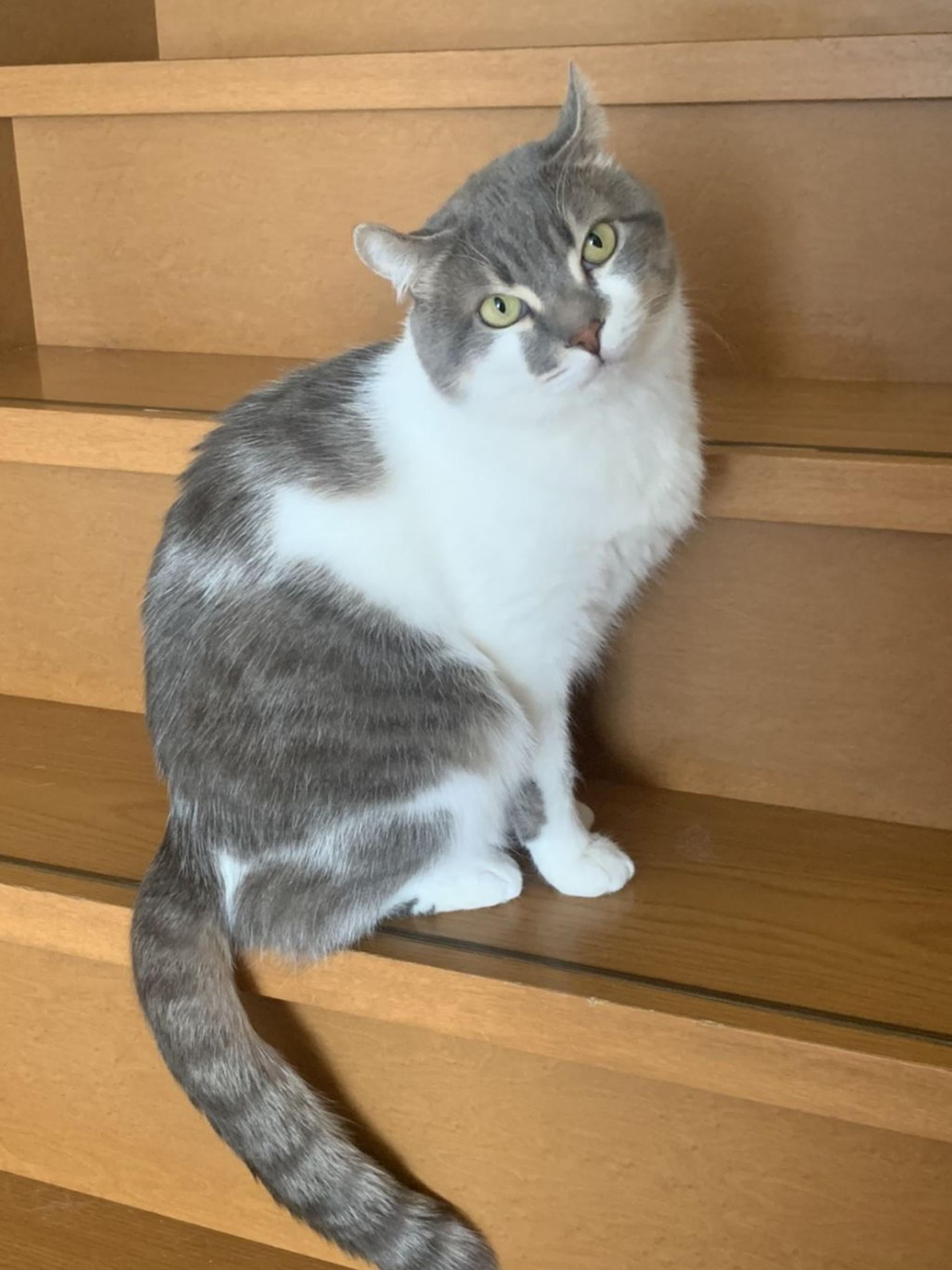 pet-image-3