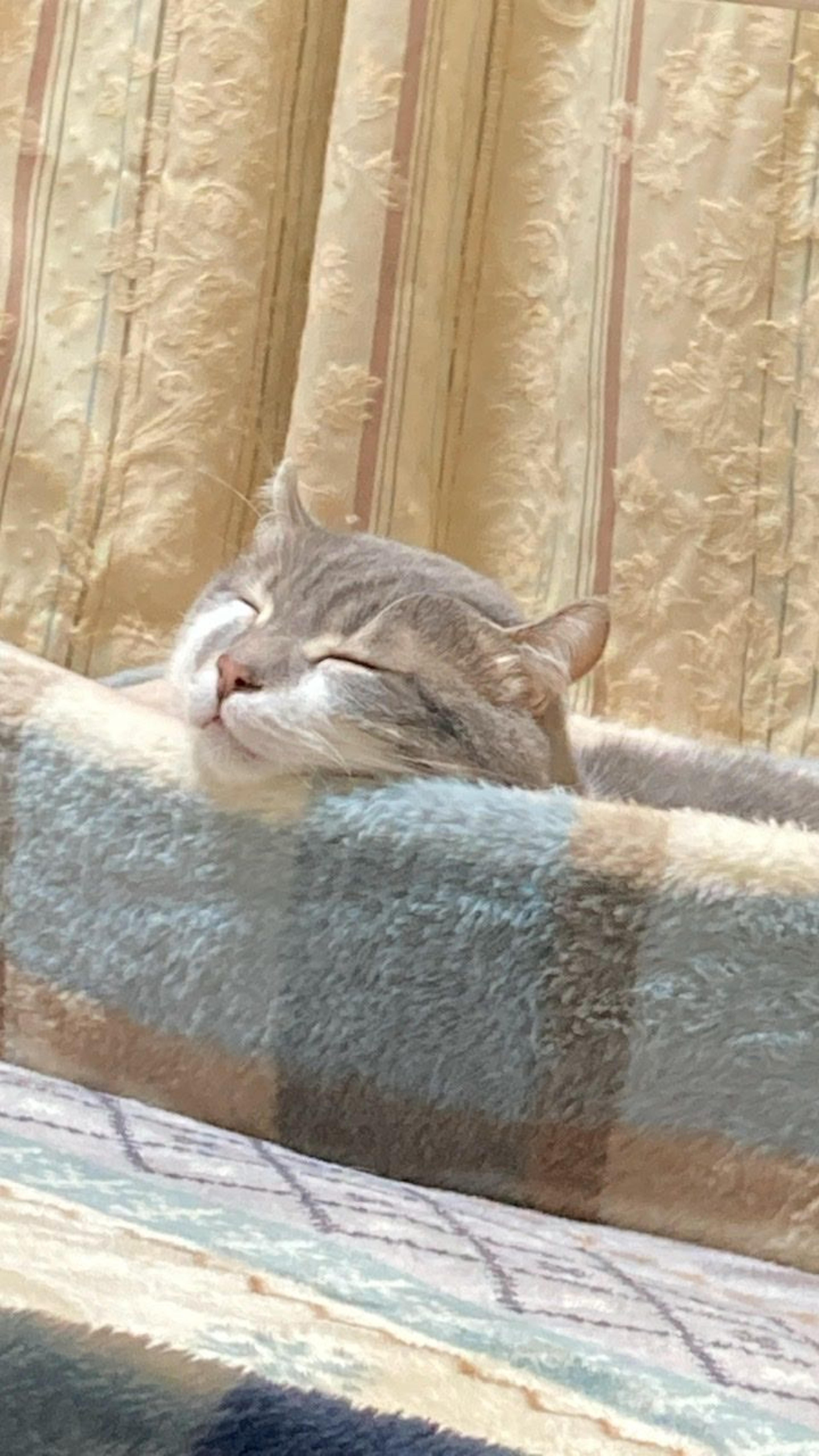 pet-image-6