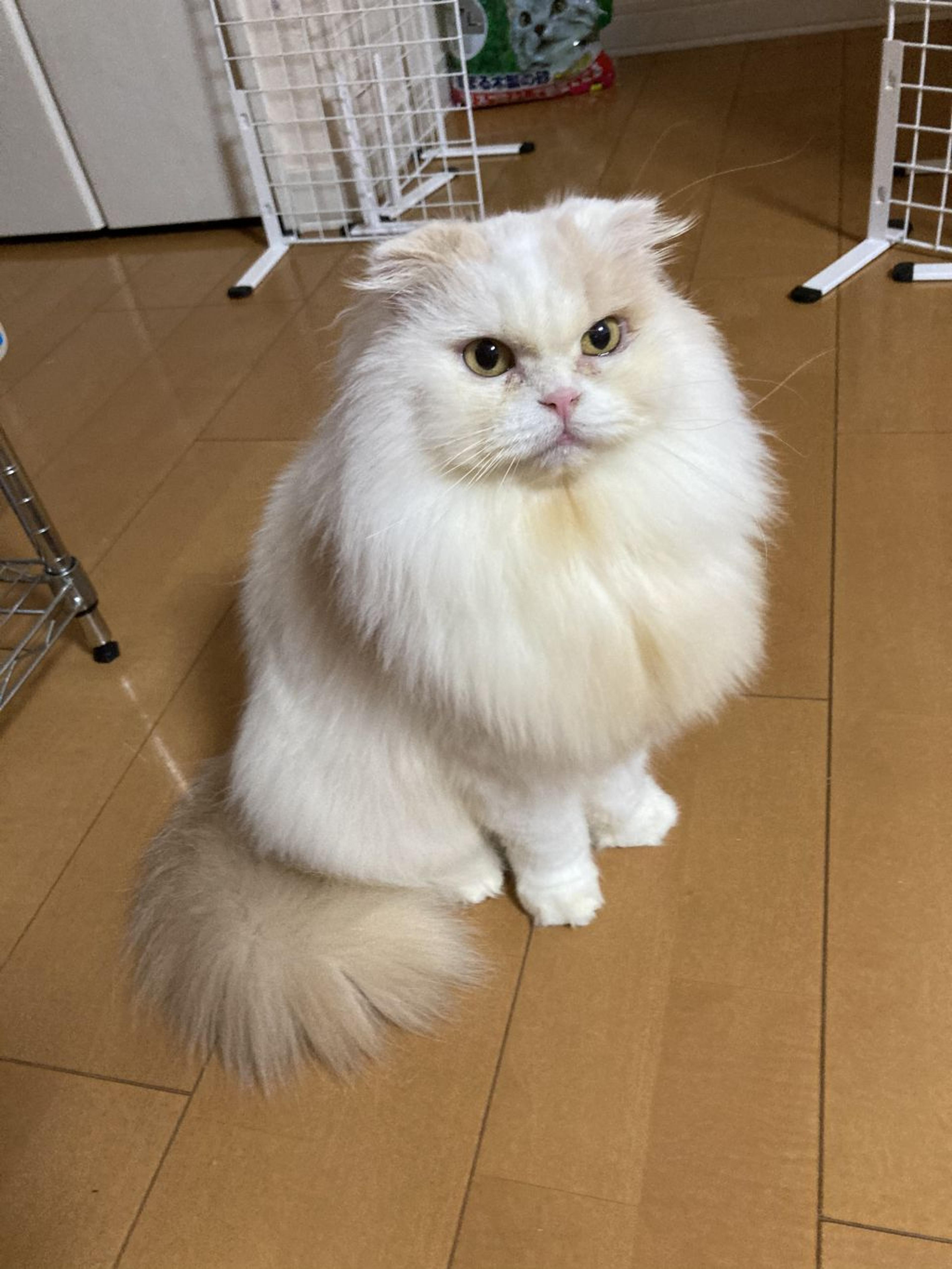 pet-image-2