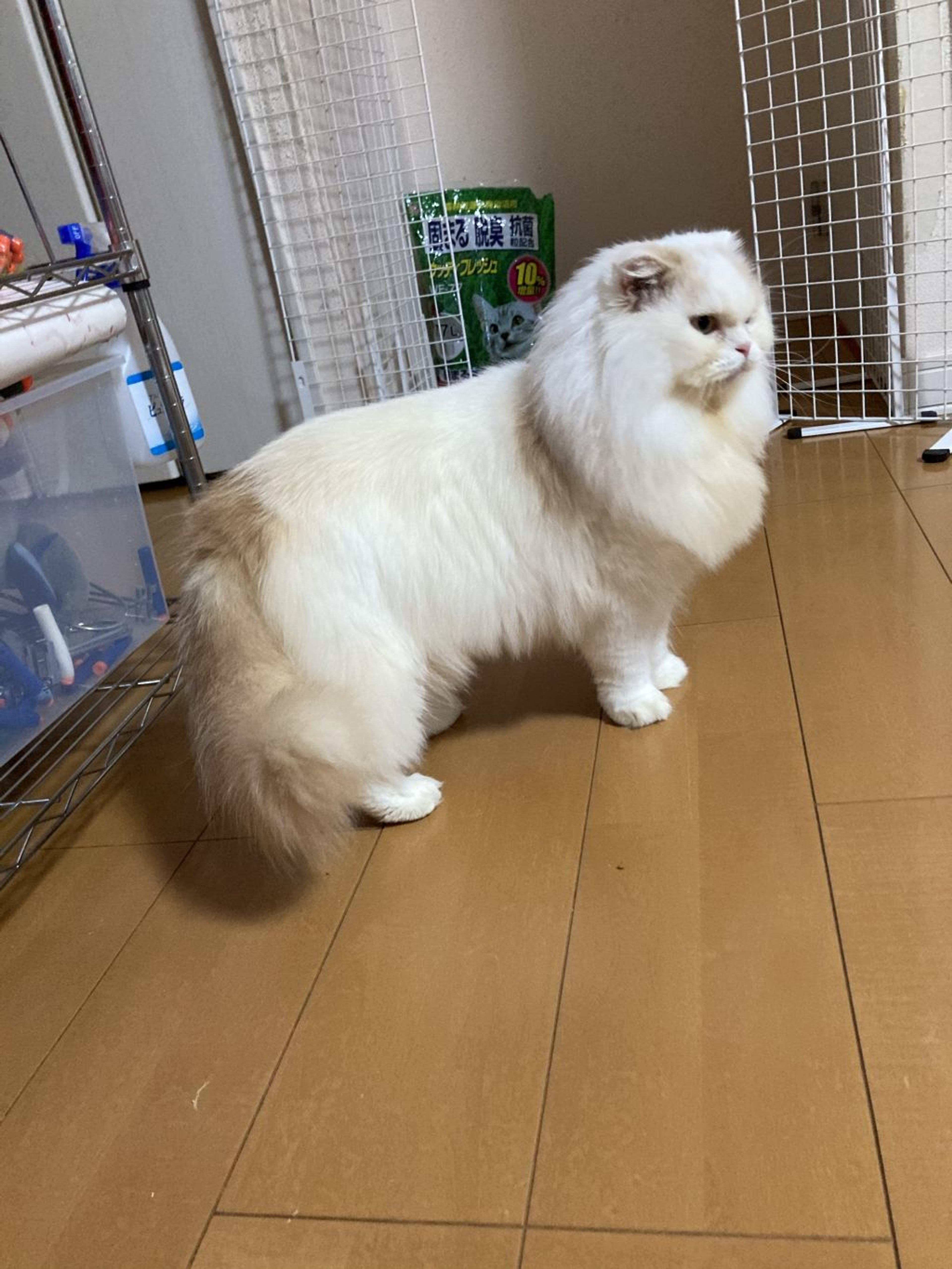 pet-image-3